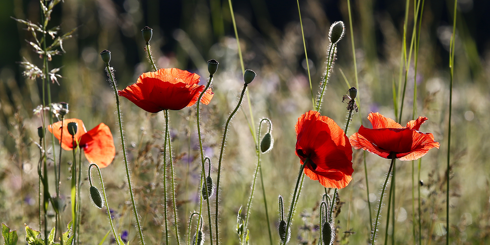 Tanzender Mohn im Gegenlicht