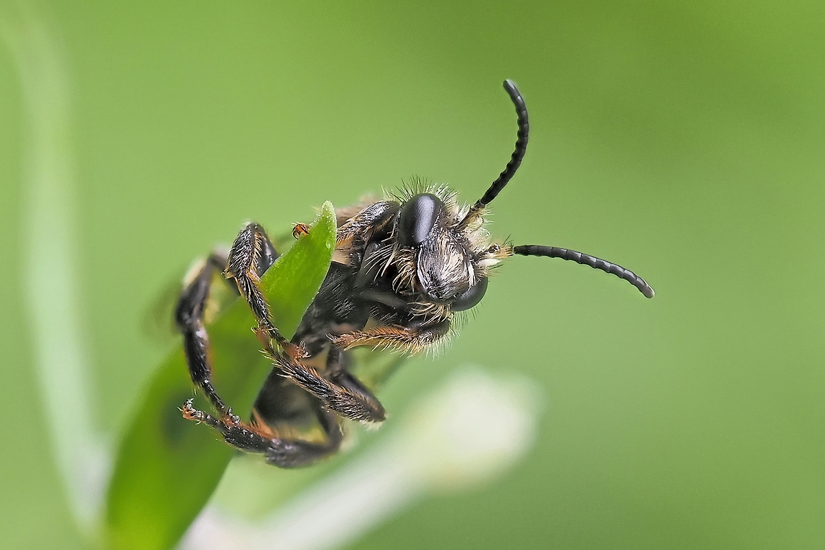Bienchen mit Fokusstacking