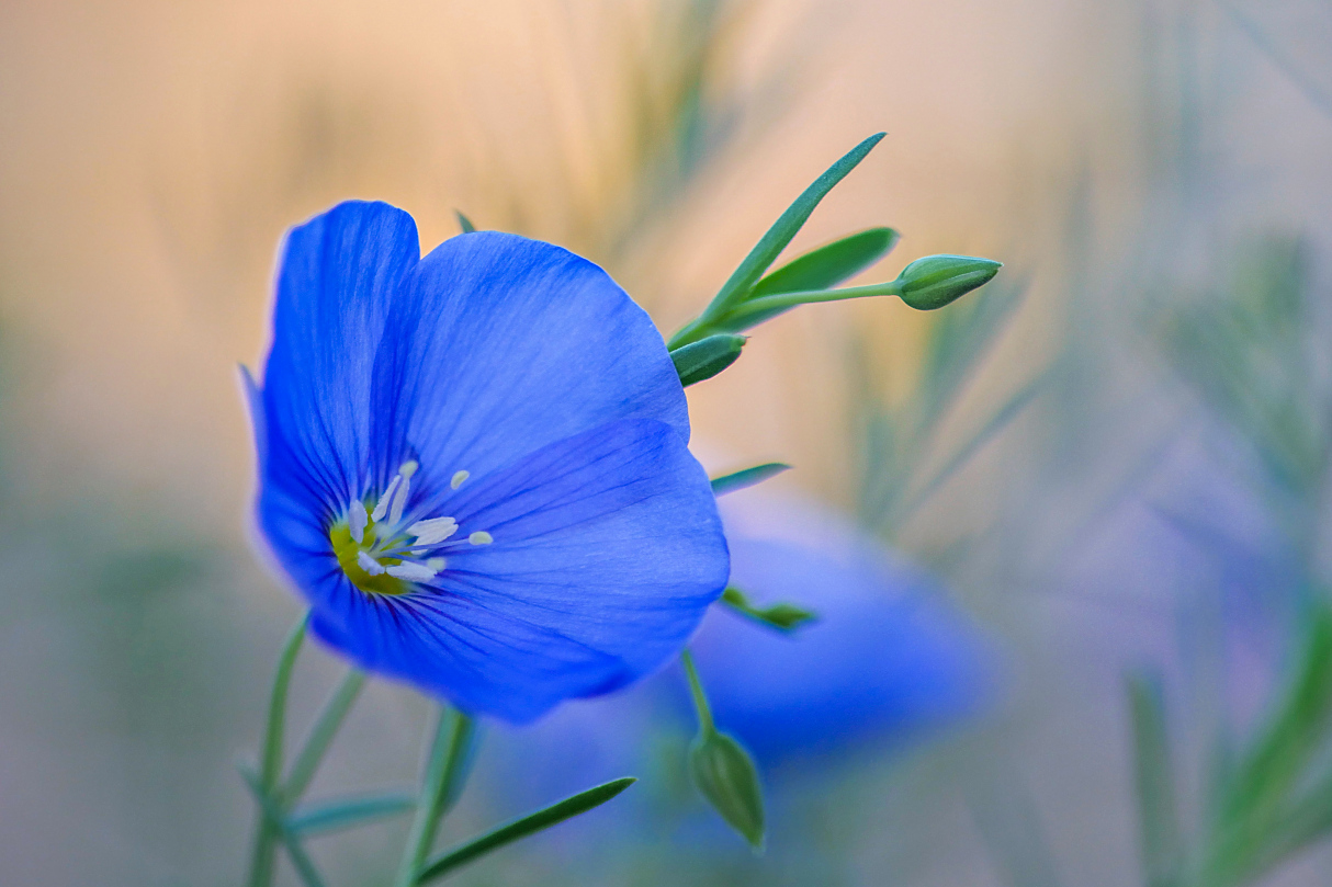 Leinenblüte am Morgen