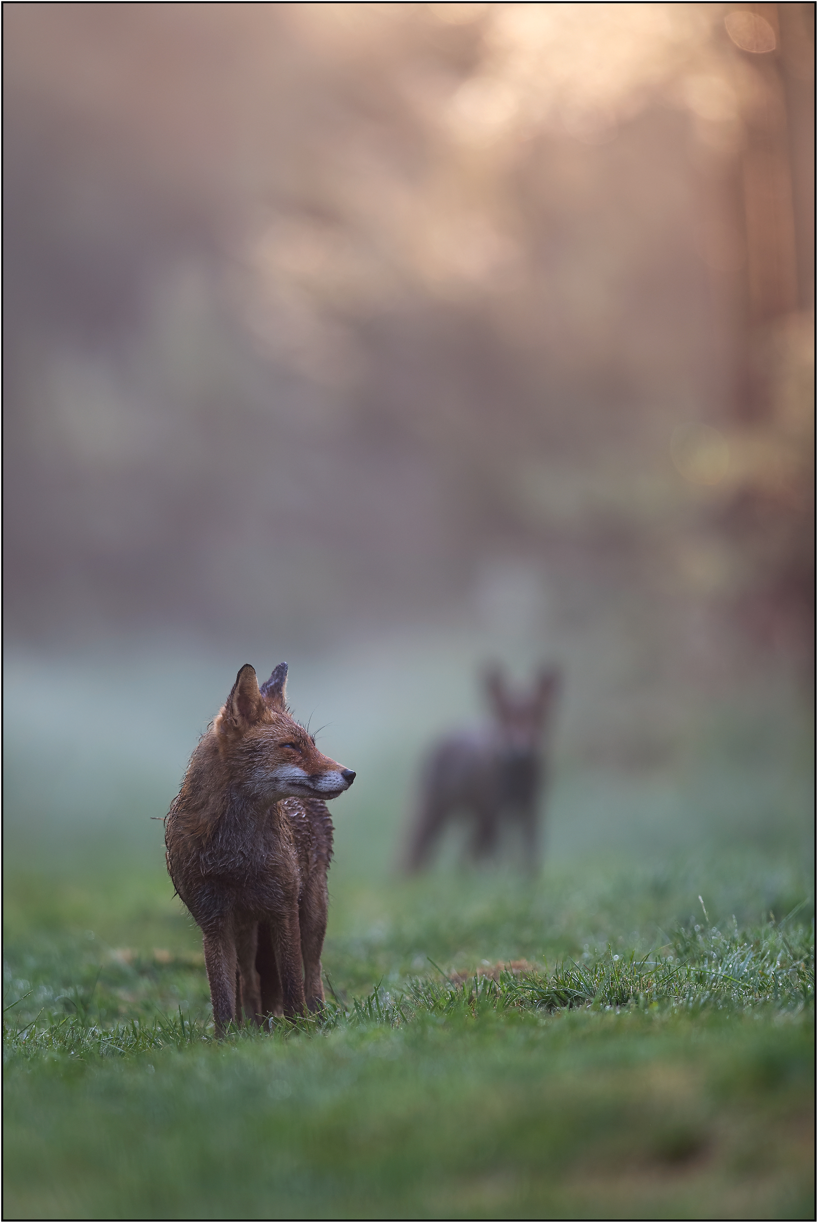 Nebliger Morgen