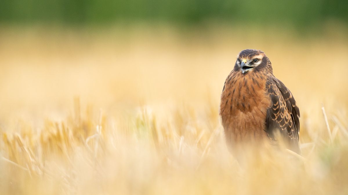 Bettelruf der jungen Wiesenweihe
