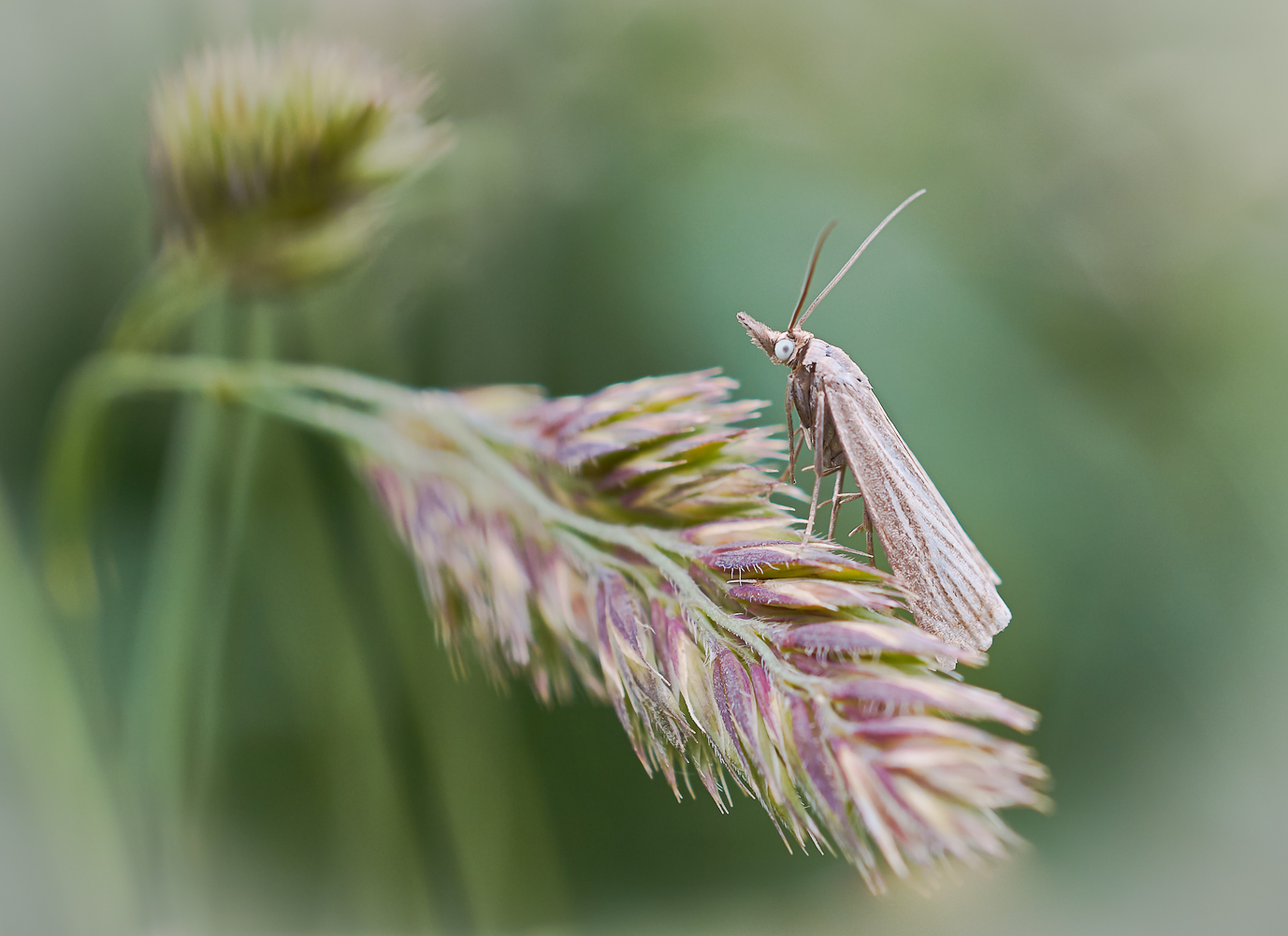 Zünsler (Agriphila straminella)