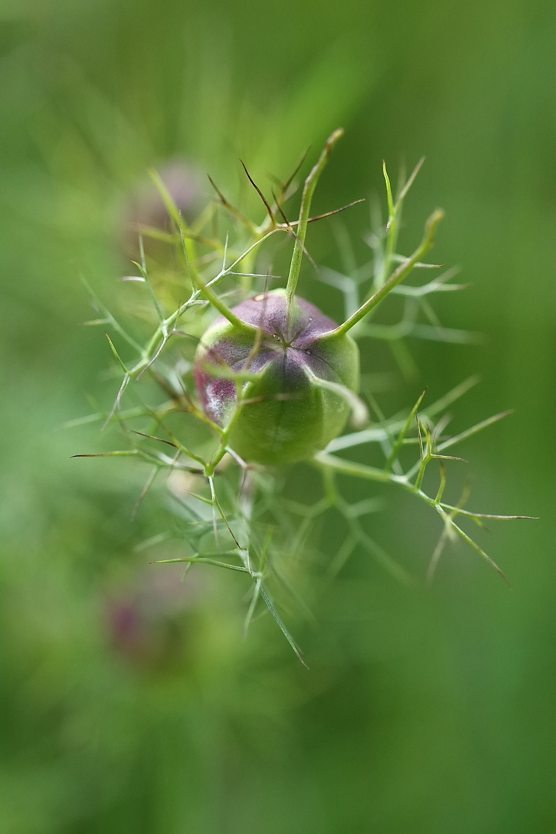 Nigella