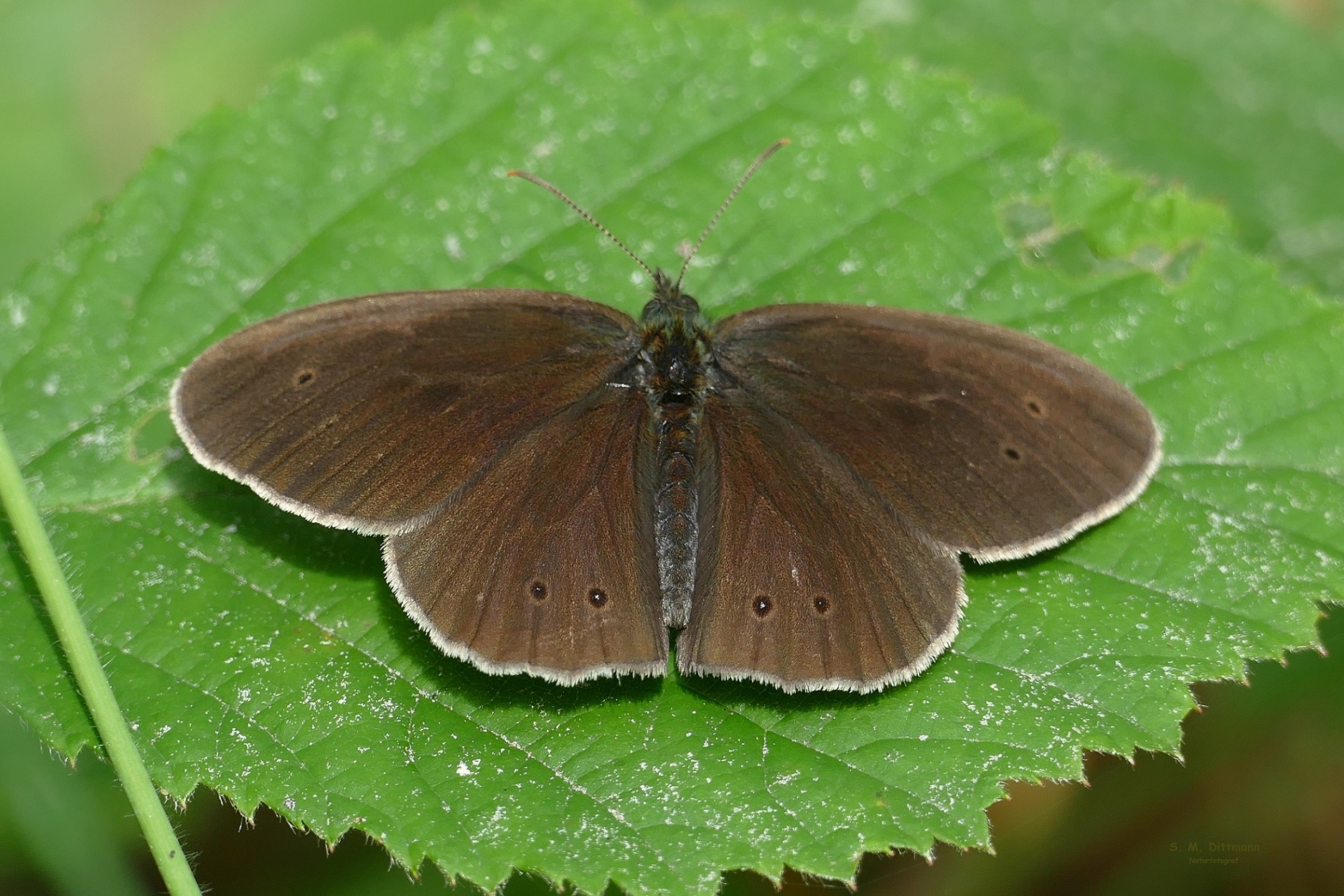 Brauner Waldvogel auf Brombeere