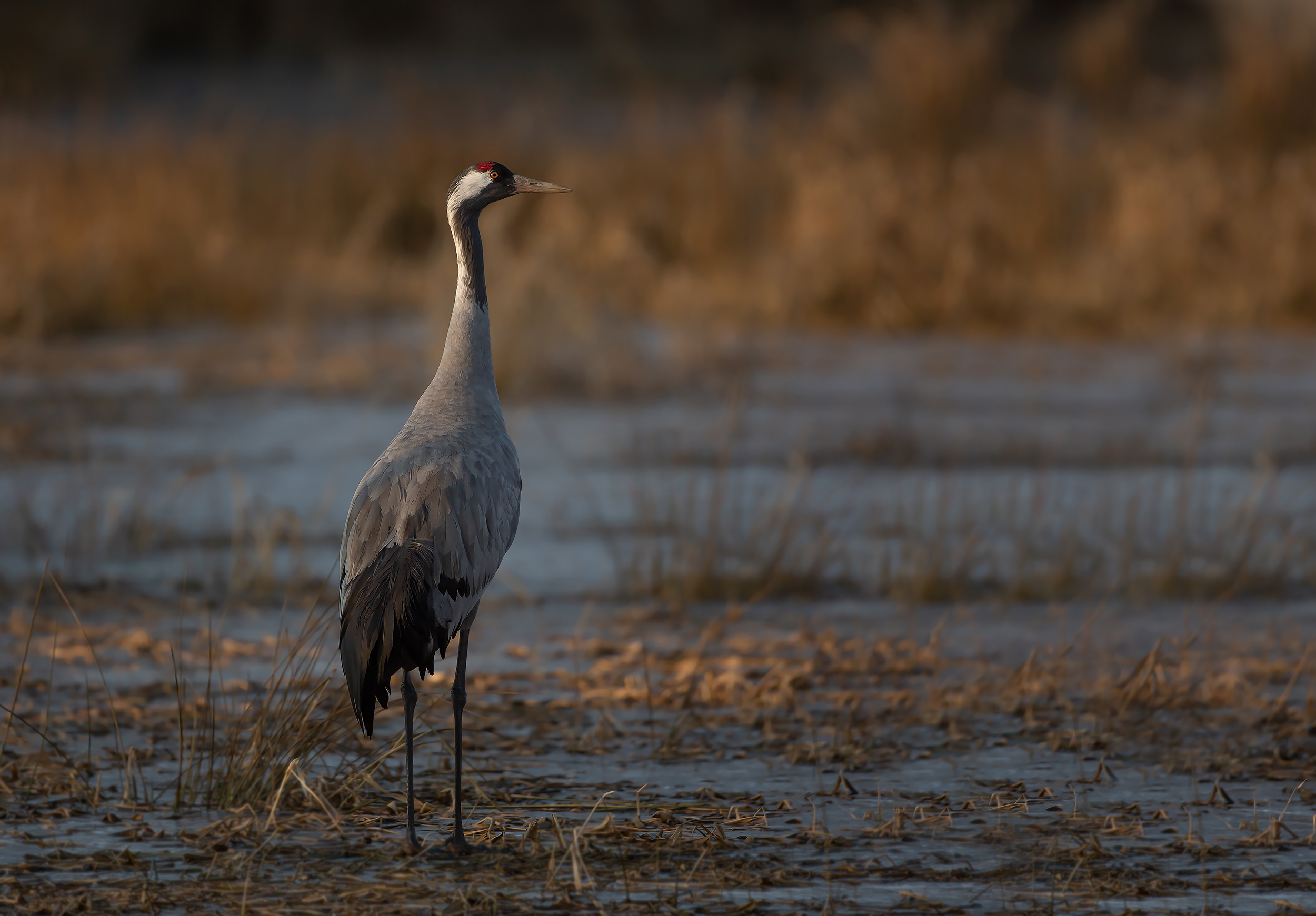 Kranich (Grus grus)