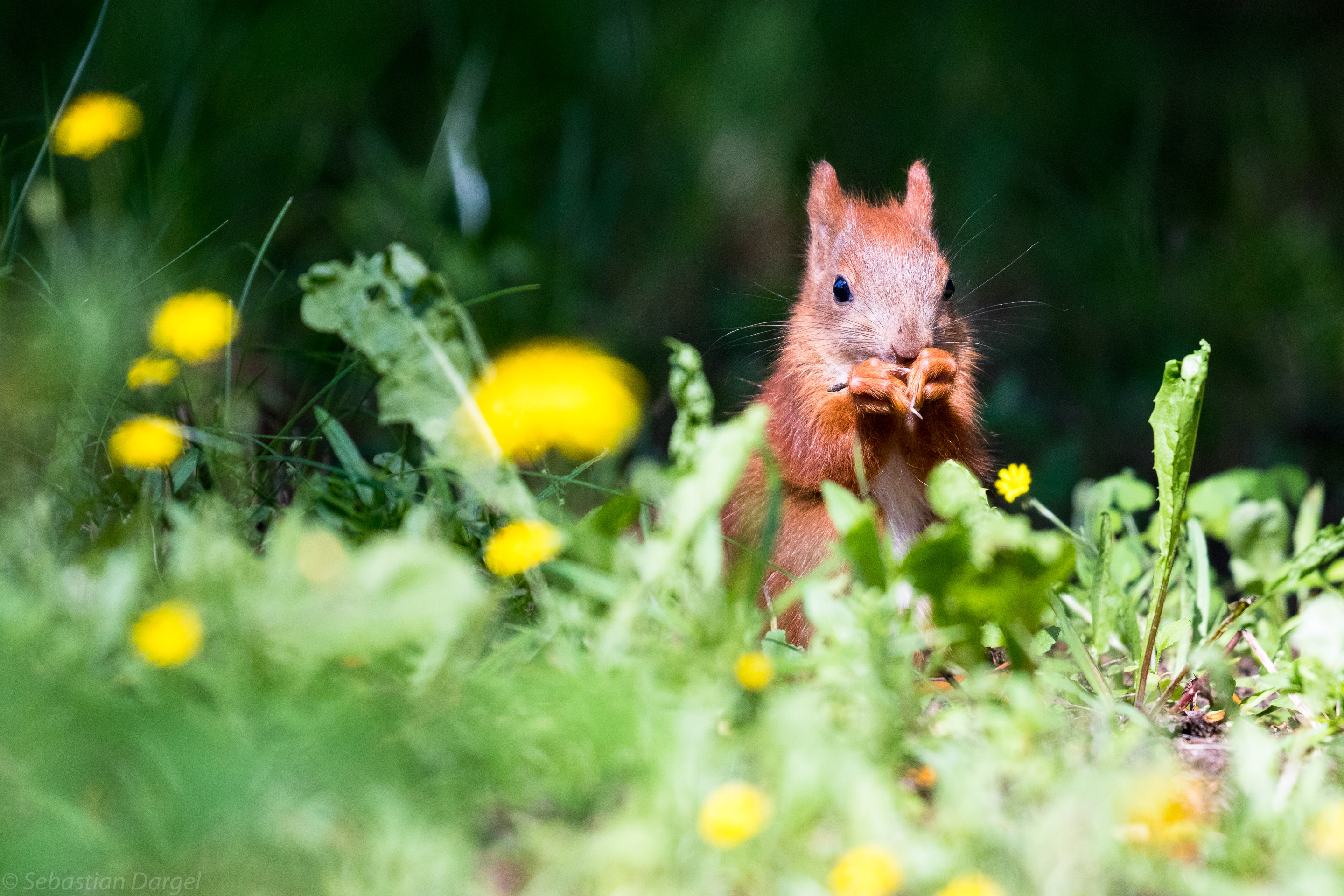 Eichhörnchen beim verspäteten Frühstück