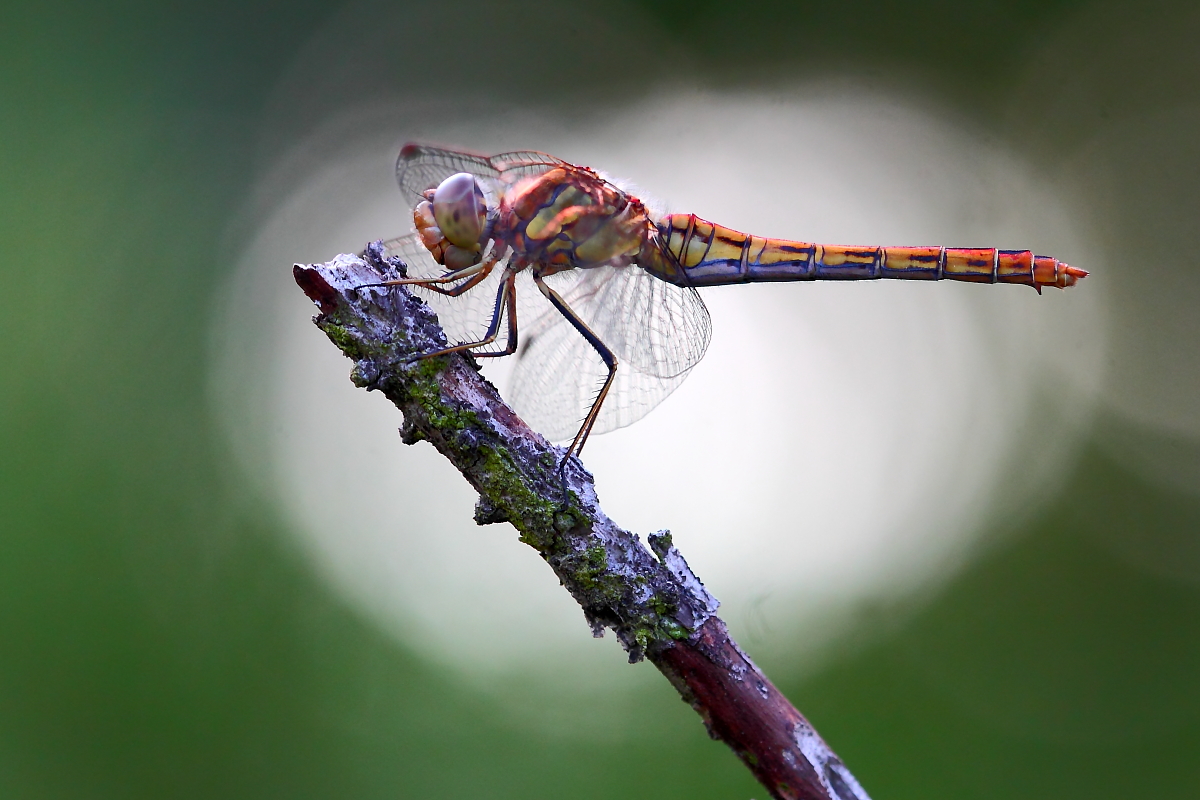 Heidelibelle am Abend