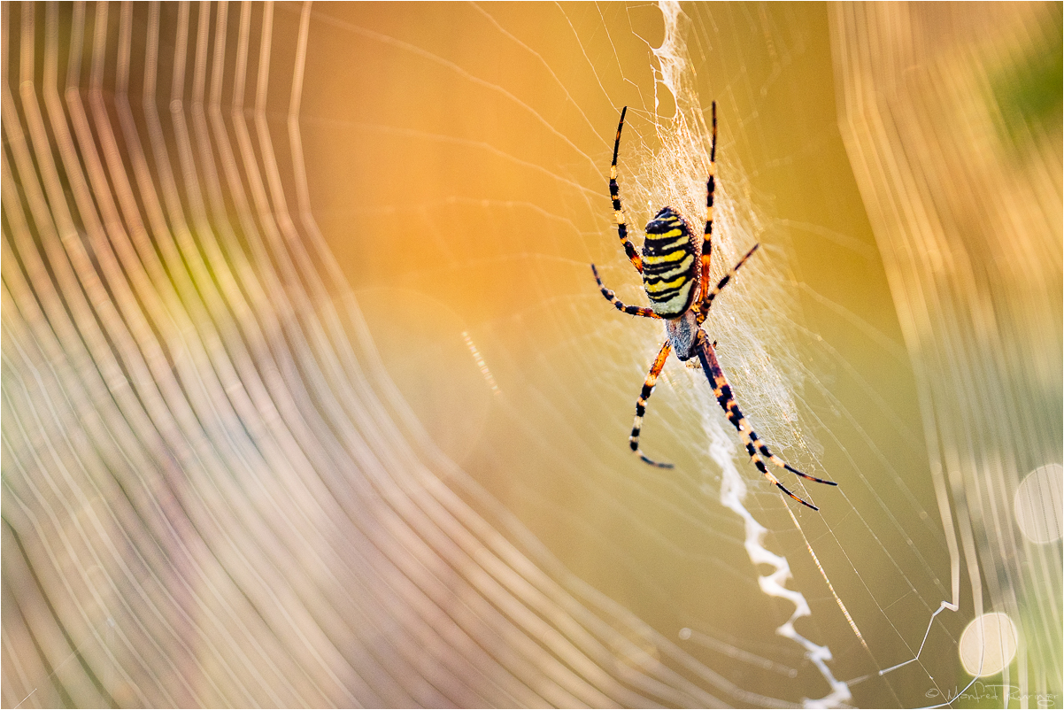 - Wespenspinne (Argiope bruennichi) -