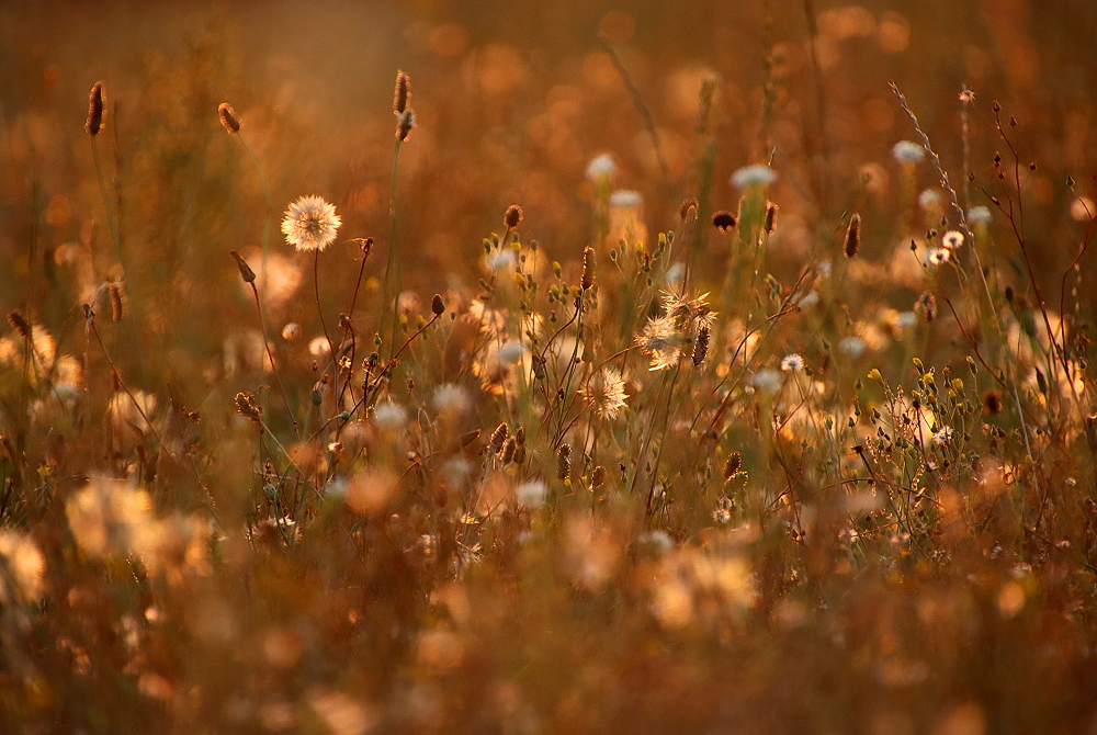 Wilde Wiese im Sonnenuntergangslicht
