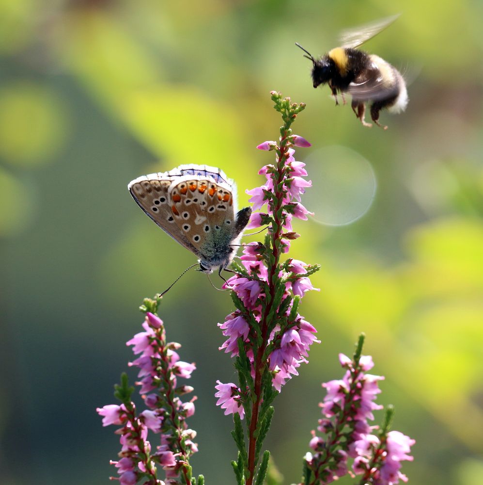 Insektenweide