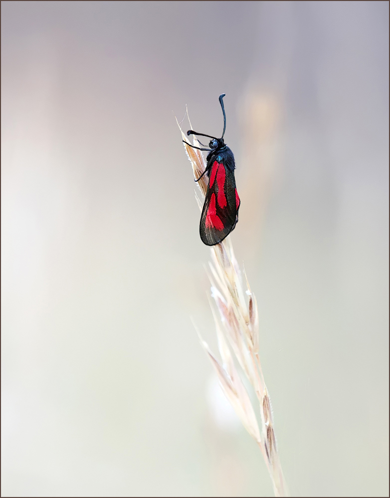 *Zygaena purpuralis / Zygaena minos*