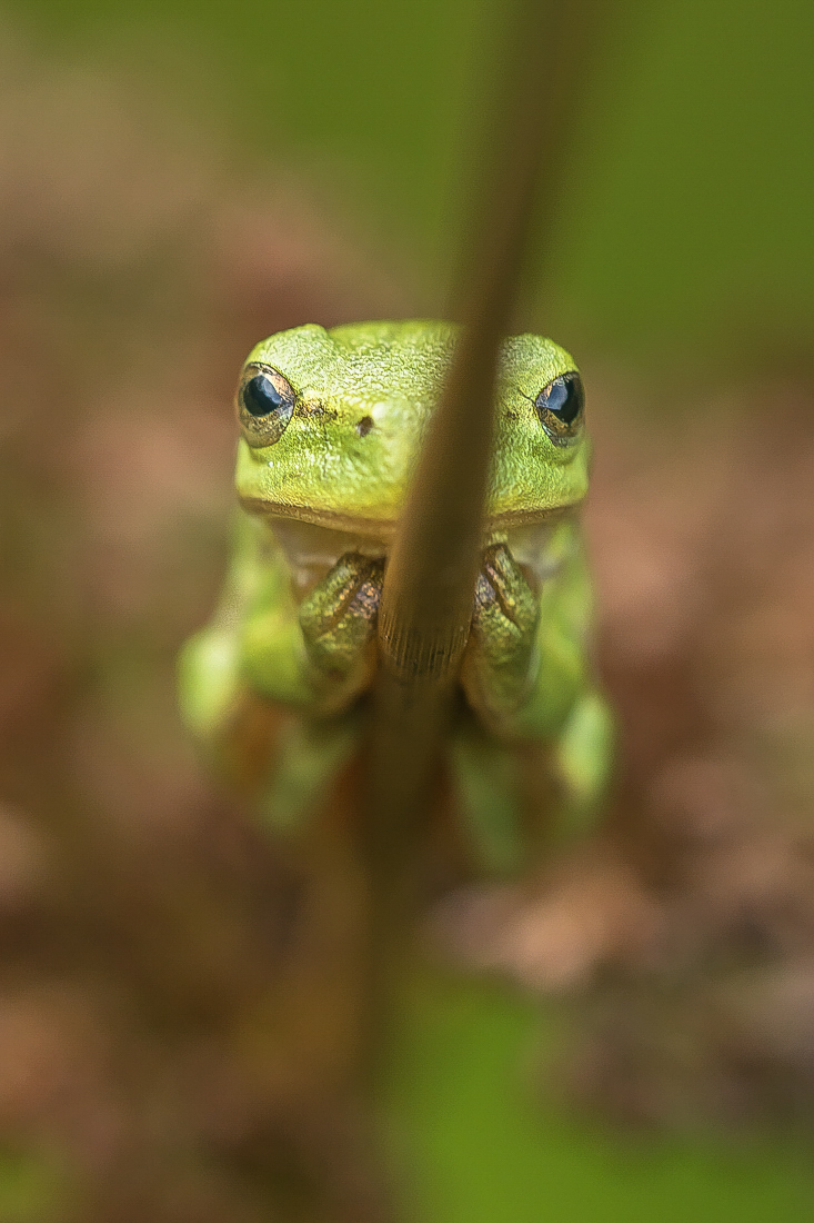 Ein Klammeräffchen