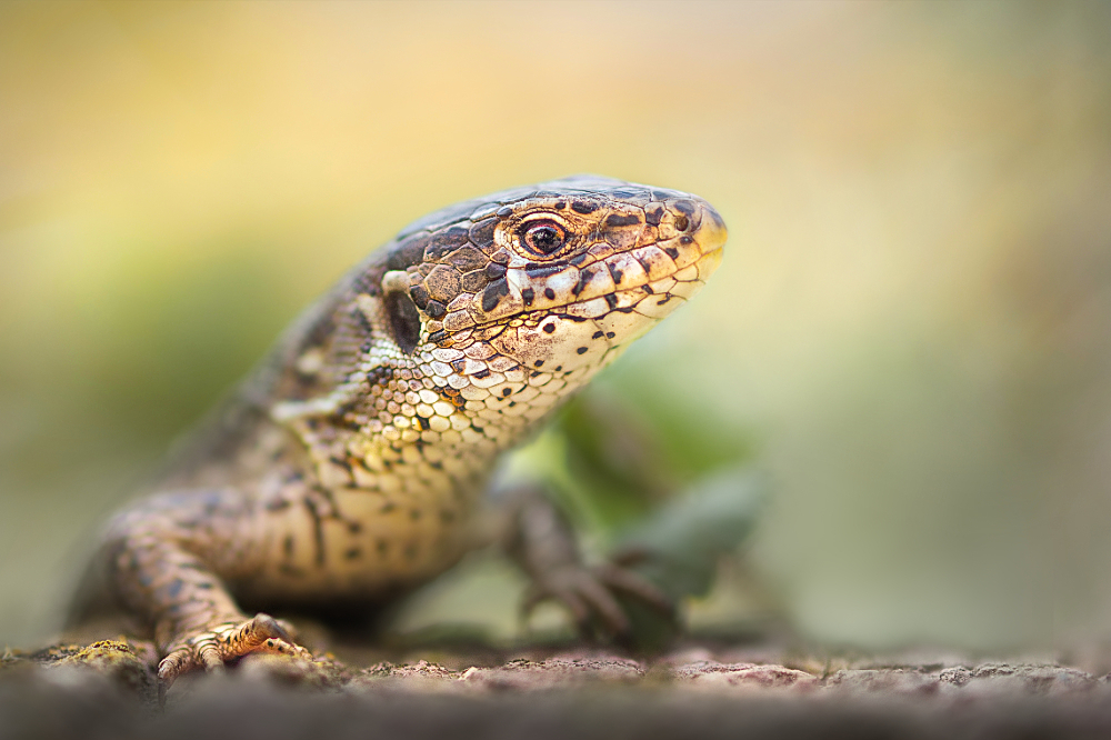 Reptil des Jahres