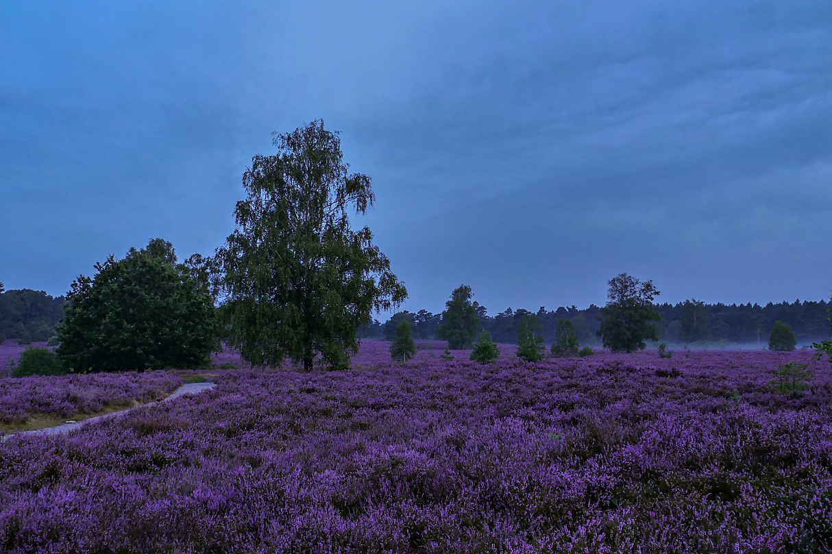 Blaue Stunde in der Heide