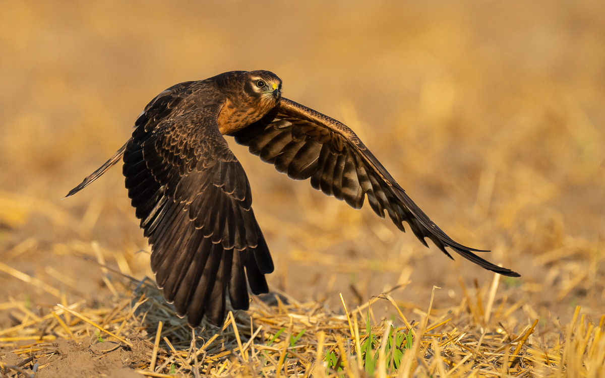 Abflug der jungen Wiesenweihe