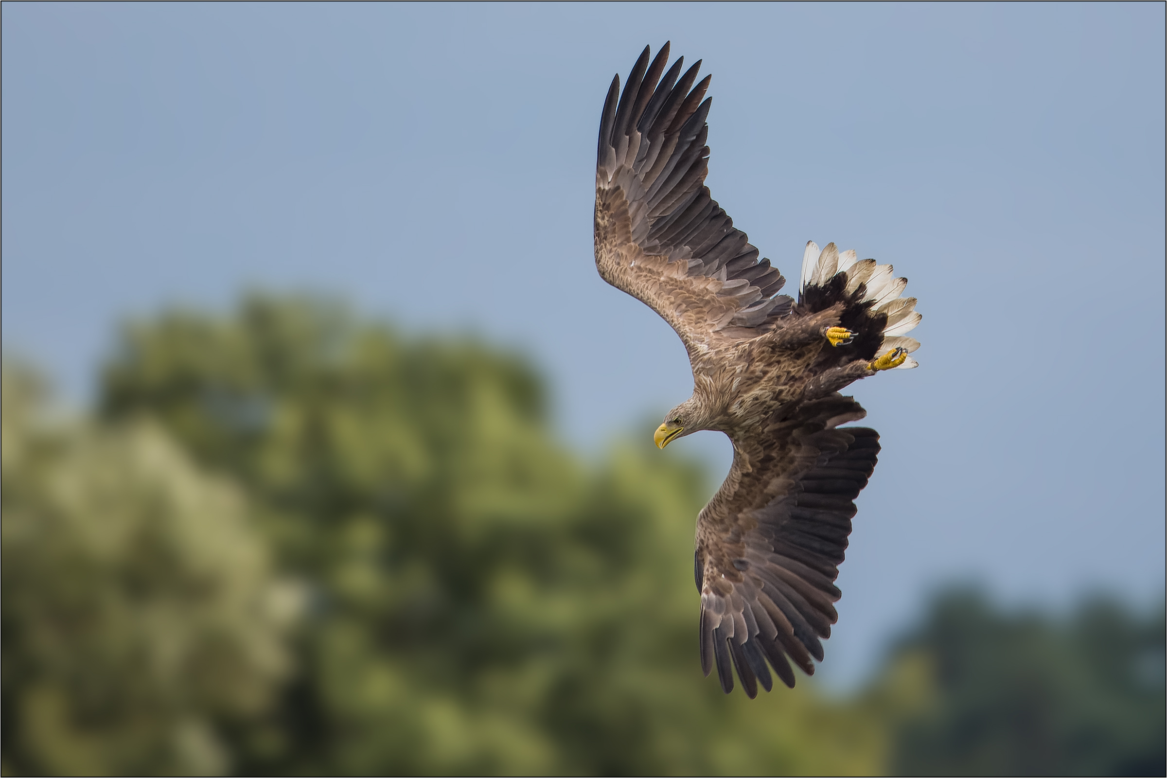 im Sturzflug ...