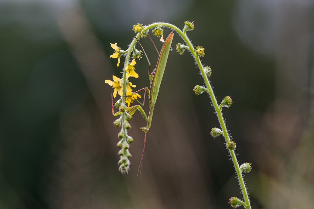 Mantis religiosa