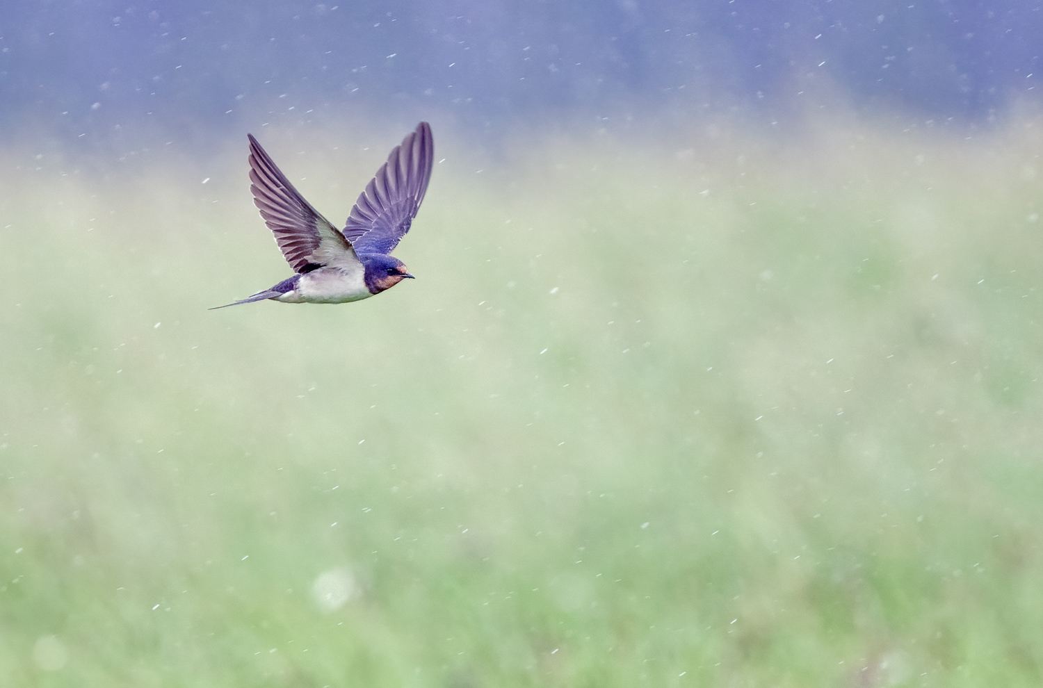 Rauchschwalbe im Flug