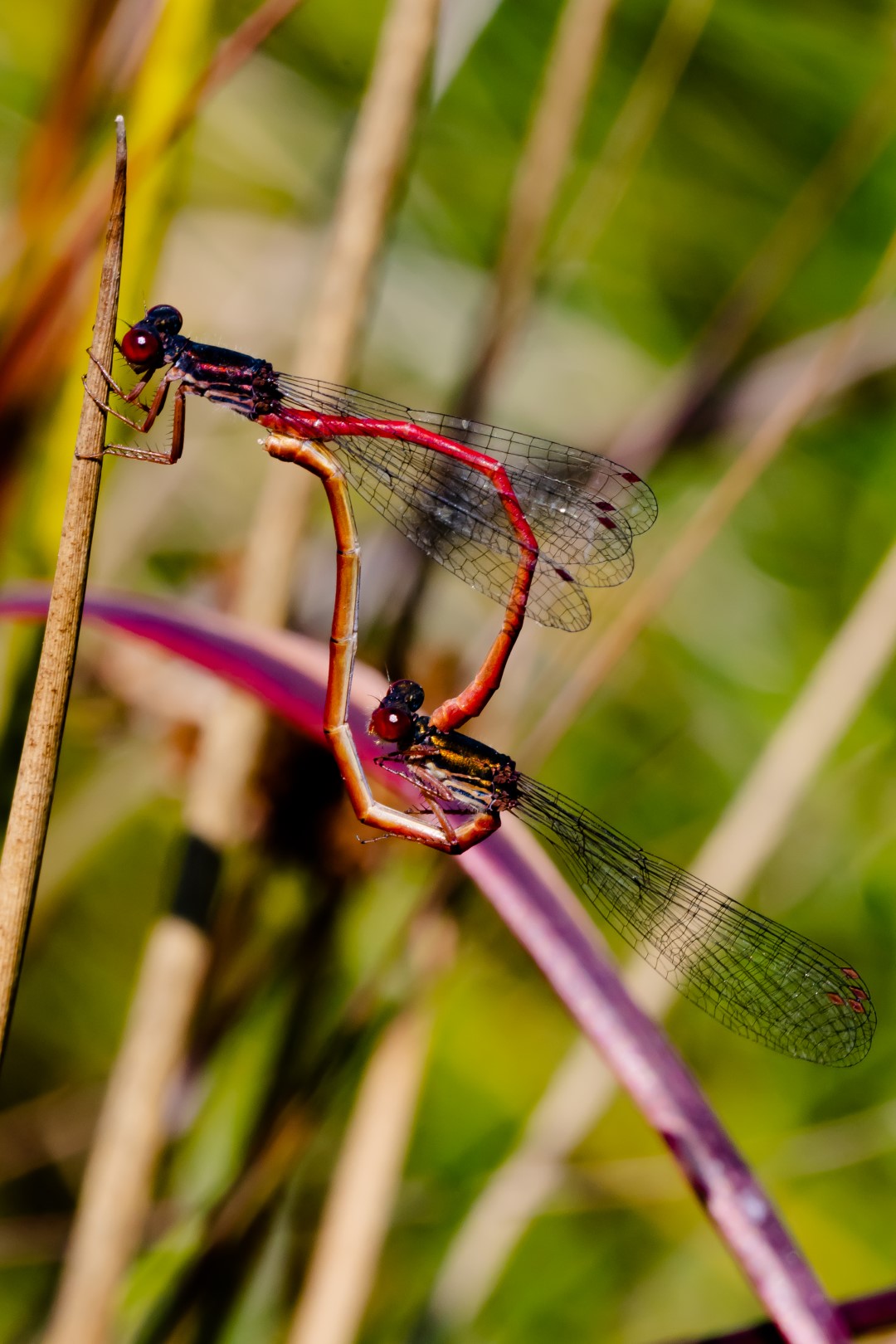 Scharlachlibelle oder Rubinjungfer