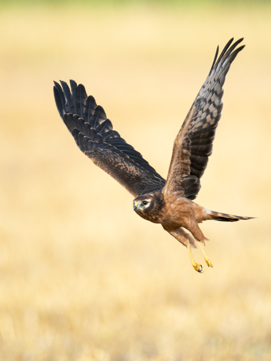 Wiesenweihen - Abflug