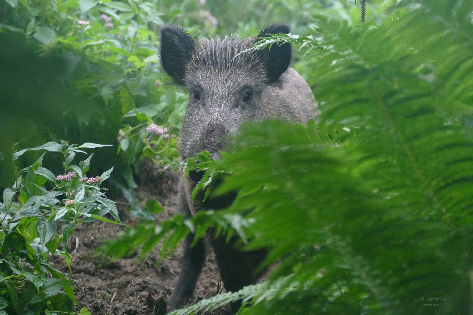 Wildschwein an Farn und Wasserdost