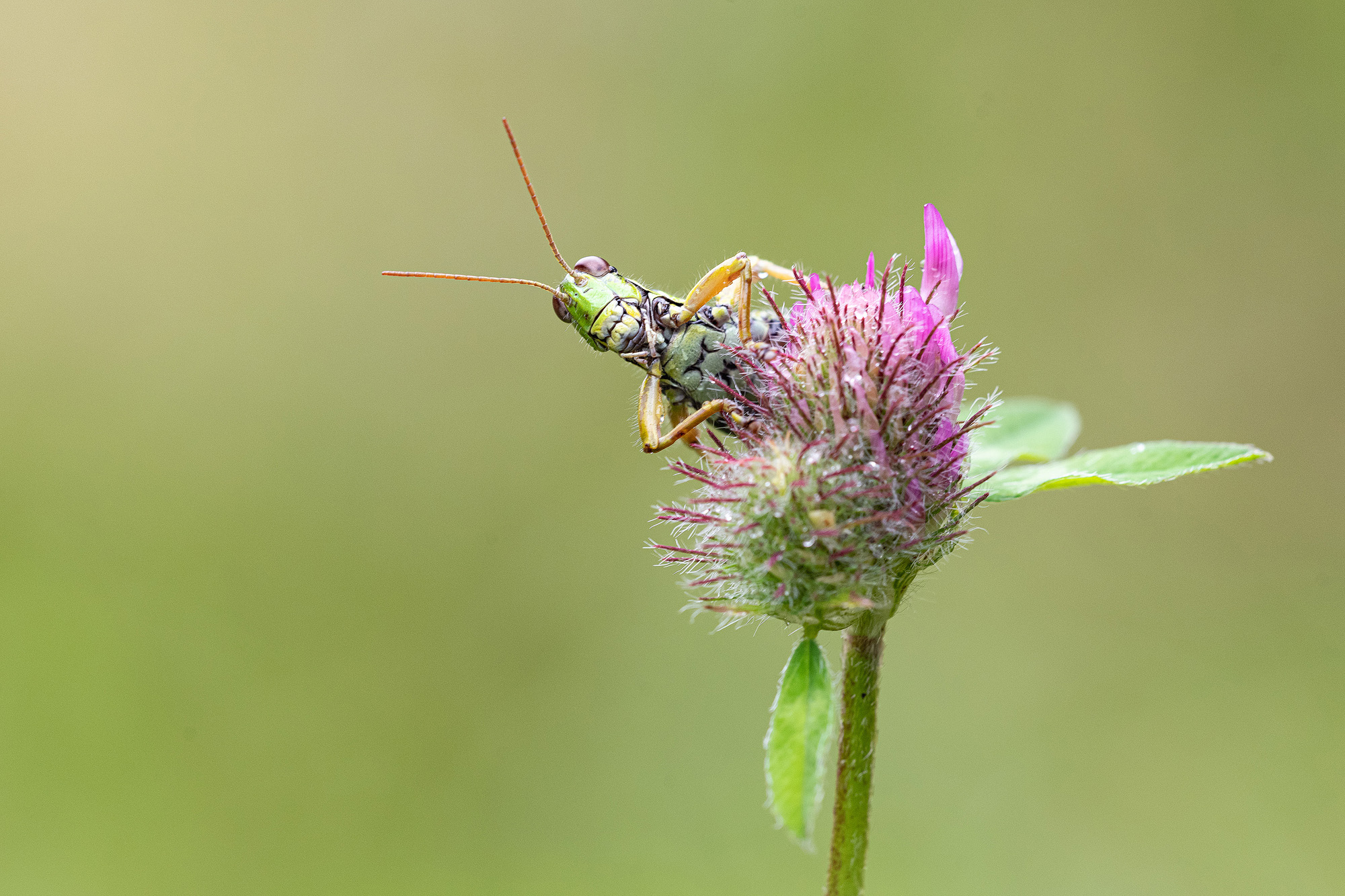Alpine Gebirgsschrecke (Miramella alpina)