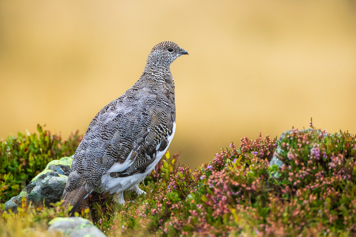 Alpenschneehuhn