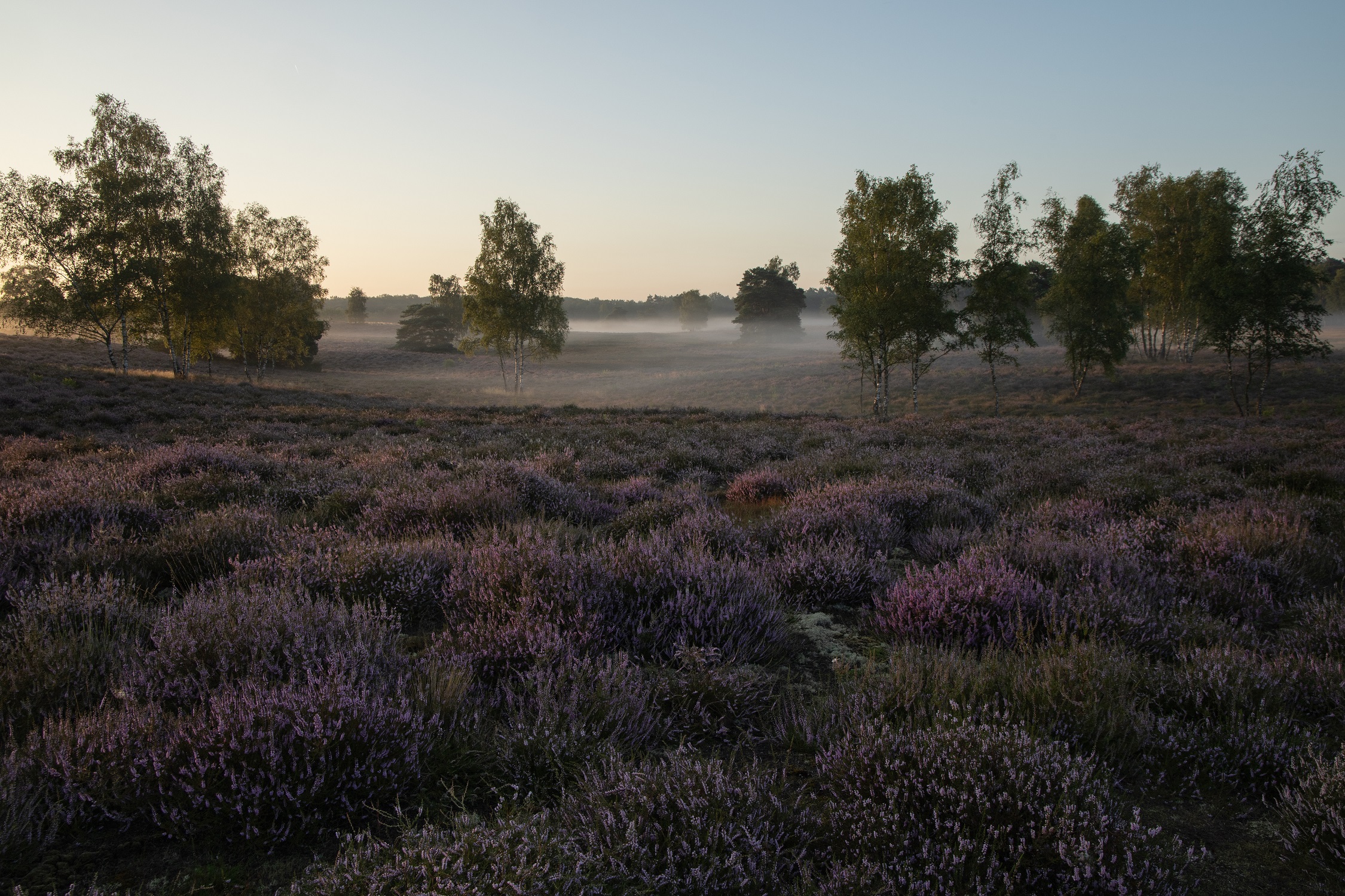 Morgens in der Heide