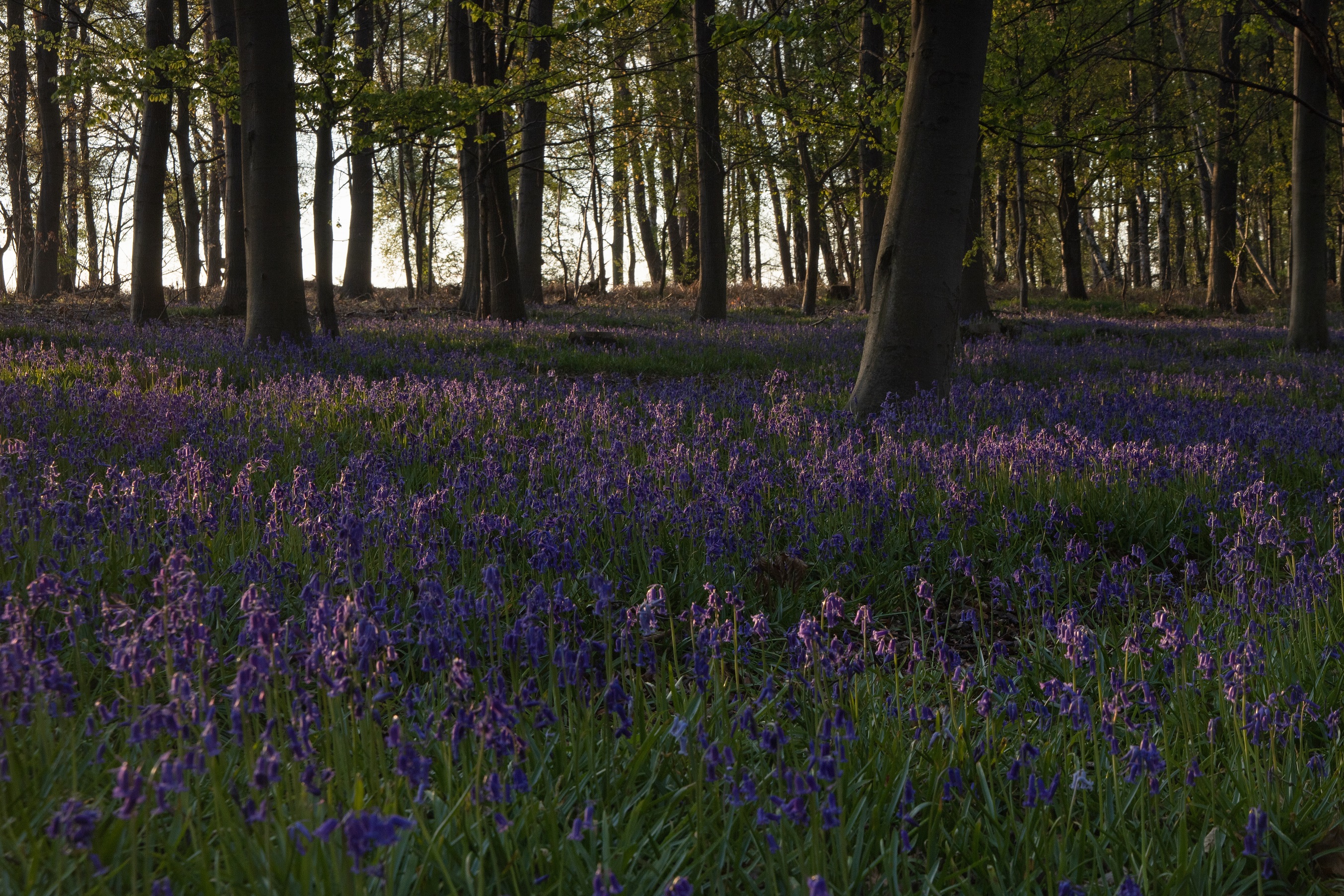 Blauer Wald