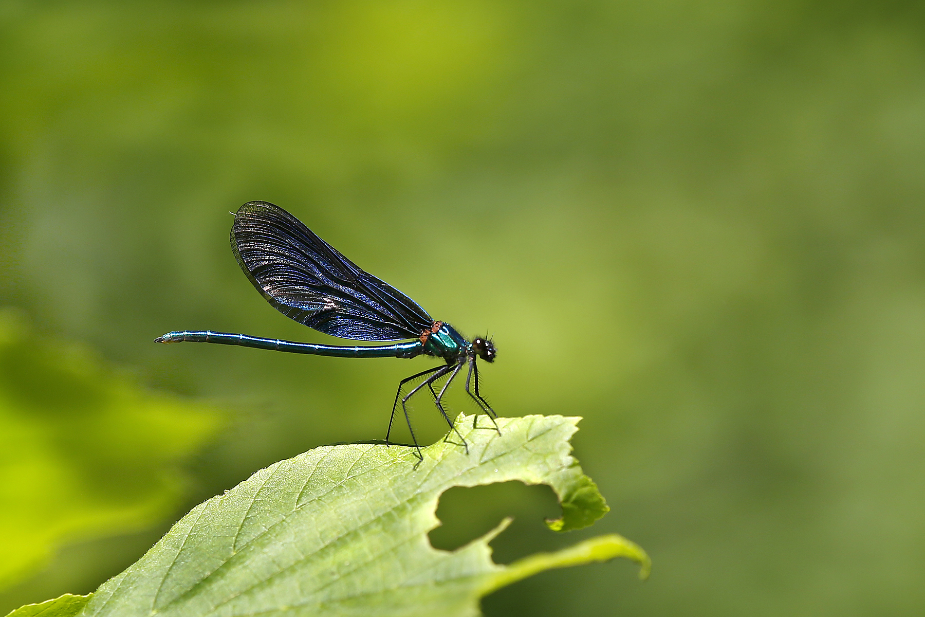 Die Blauflügel Prachtlibelle