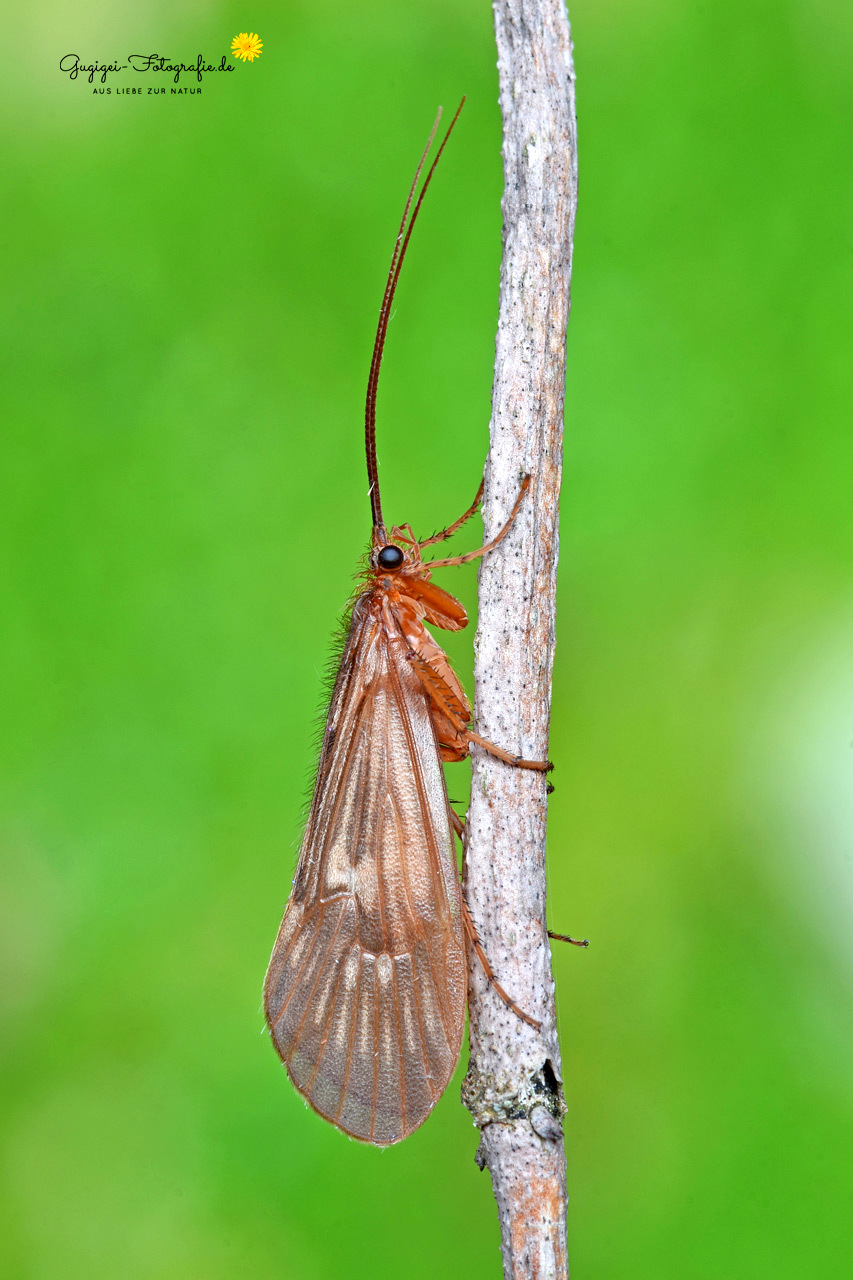 Pilzkopf-Köcherjungfer (Anabolia nervosa)