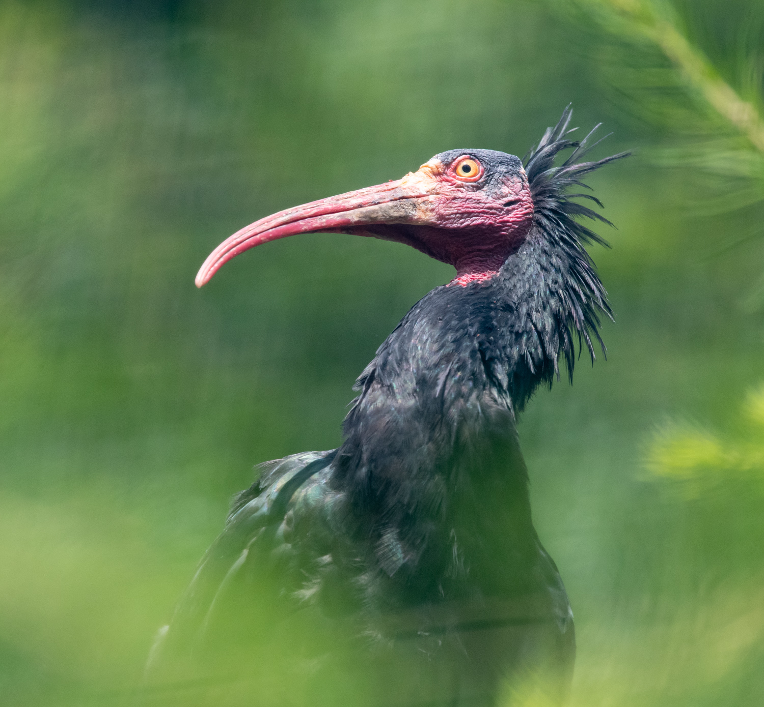 Waldrapp aus Waidhofen/Thaya