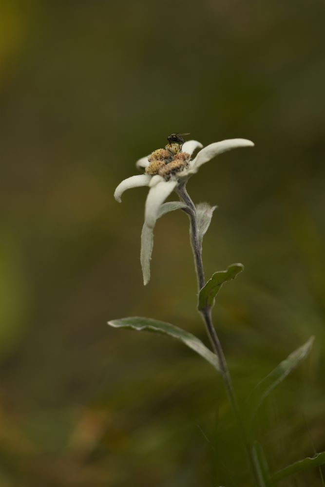 Stella Alpina, Besuch beim Edelweiss