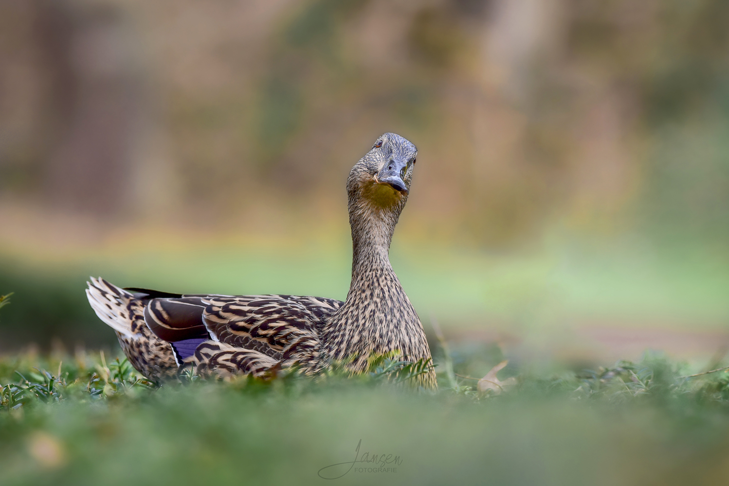 Ente auf Eibe garniert