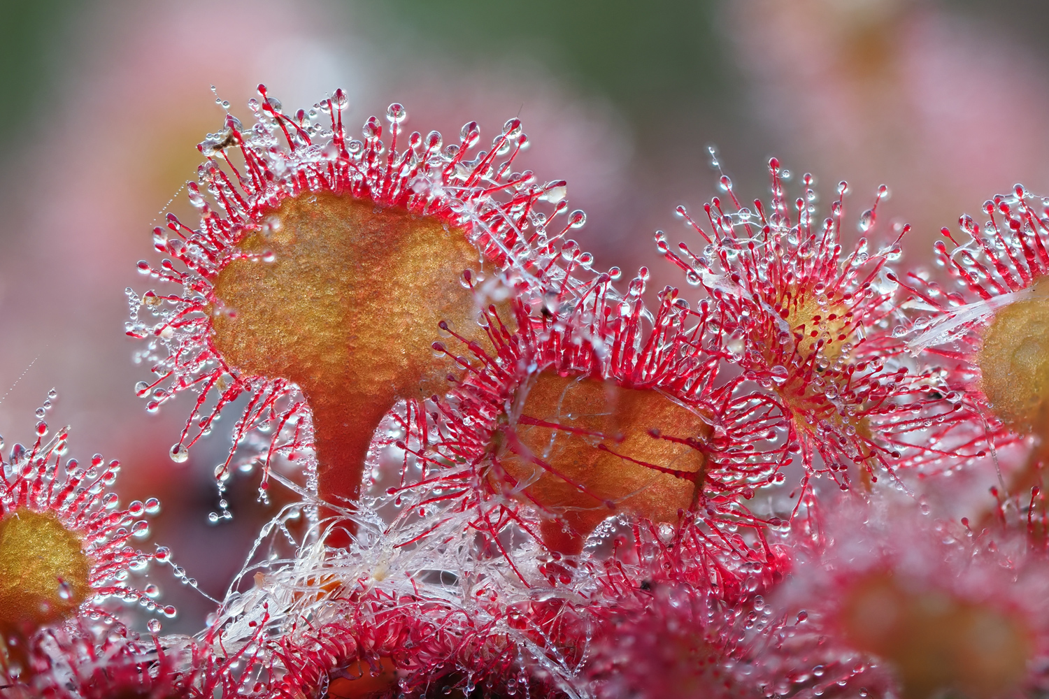 Quadratischer Sonnentau (drosera quadratus)