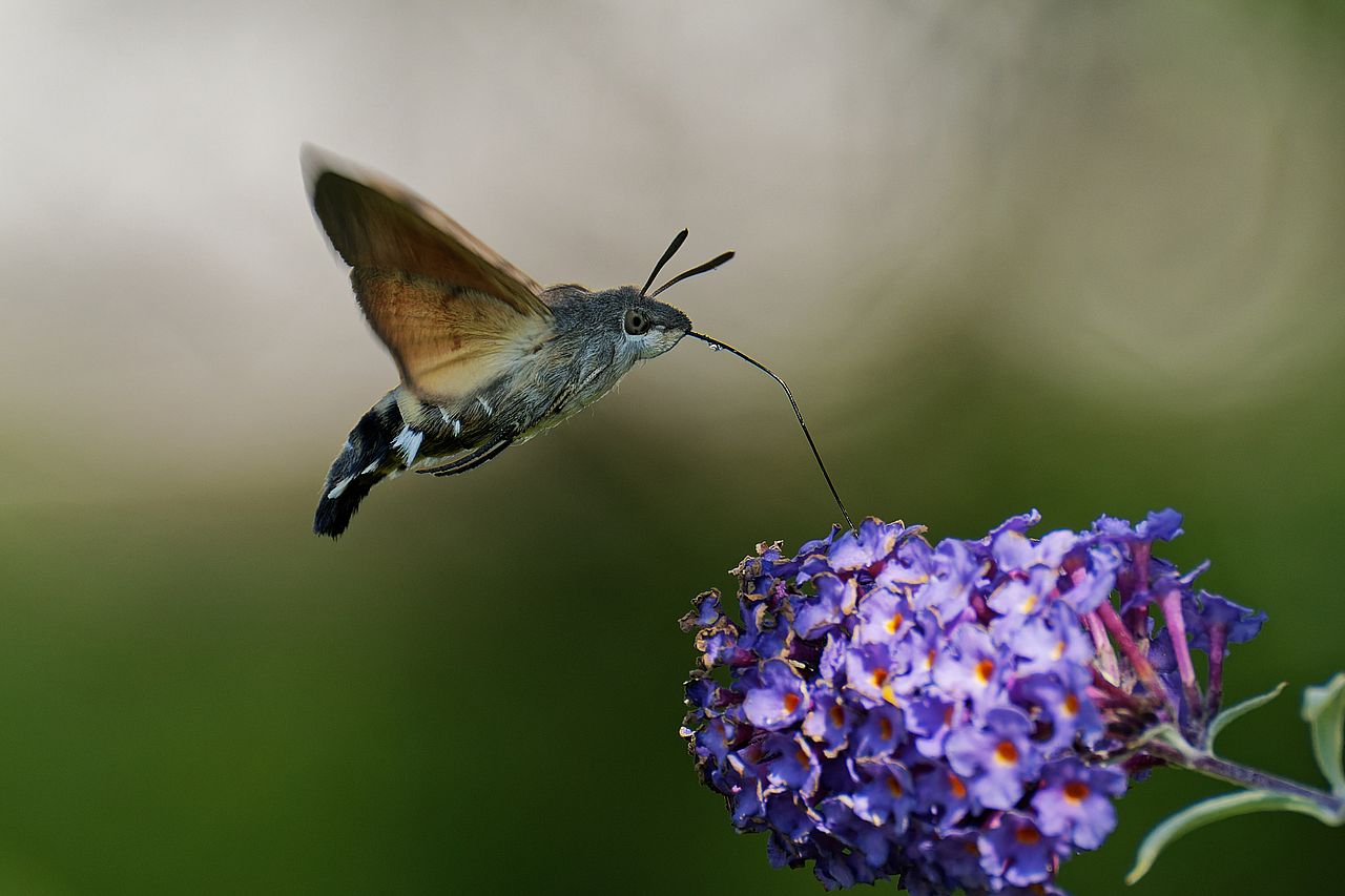 Taubenschwänzchen