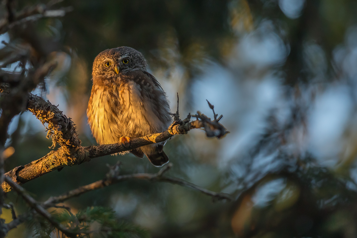 Der frühe Vogel ....