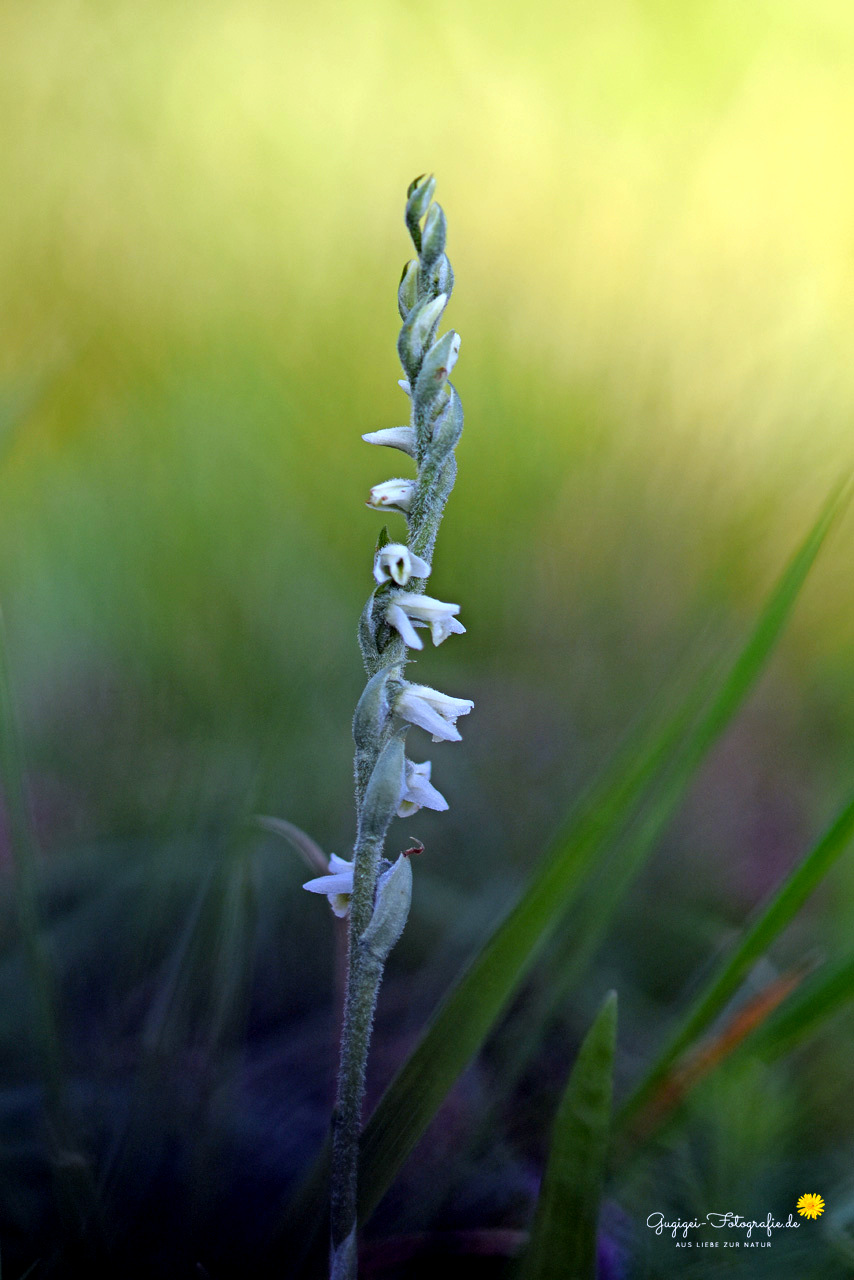 Herbst-Drehwurz (Spiranthes spiralis)