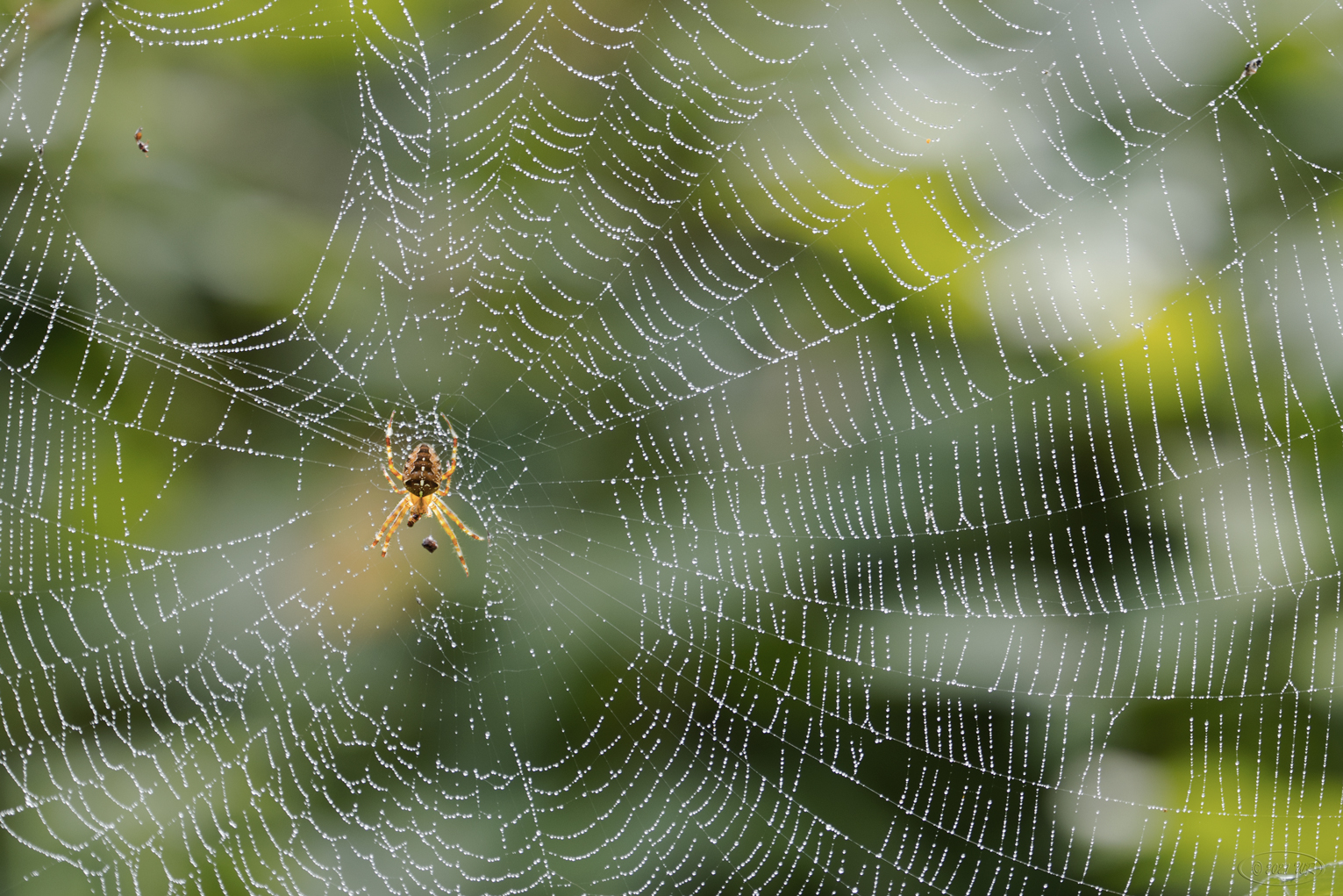 Spätsommer