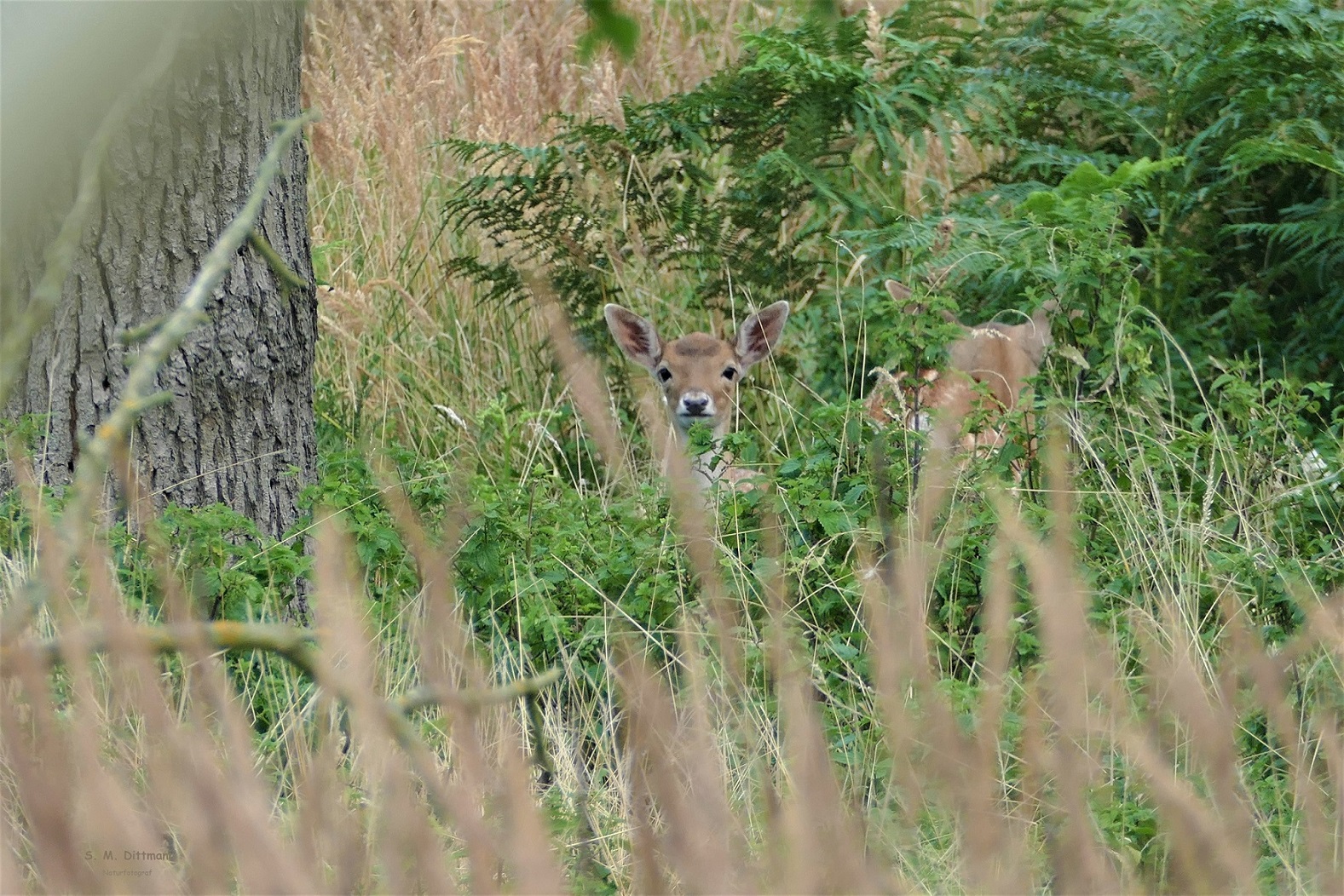 der neugierige Blick