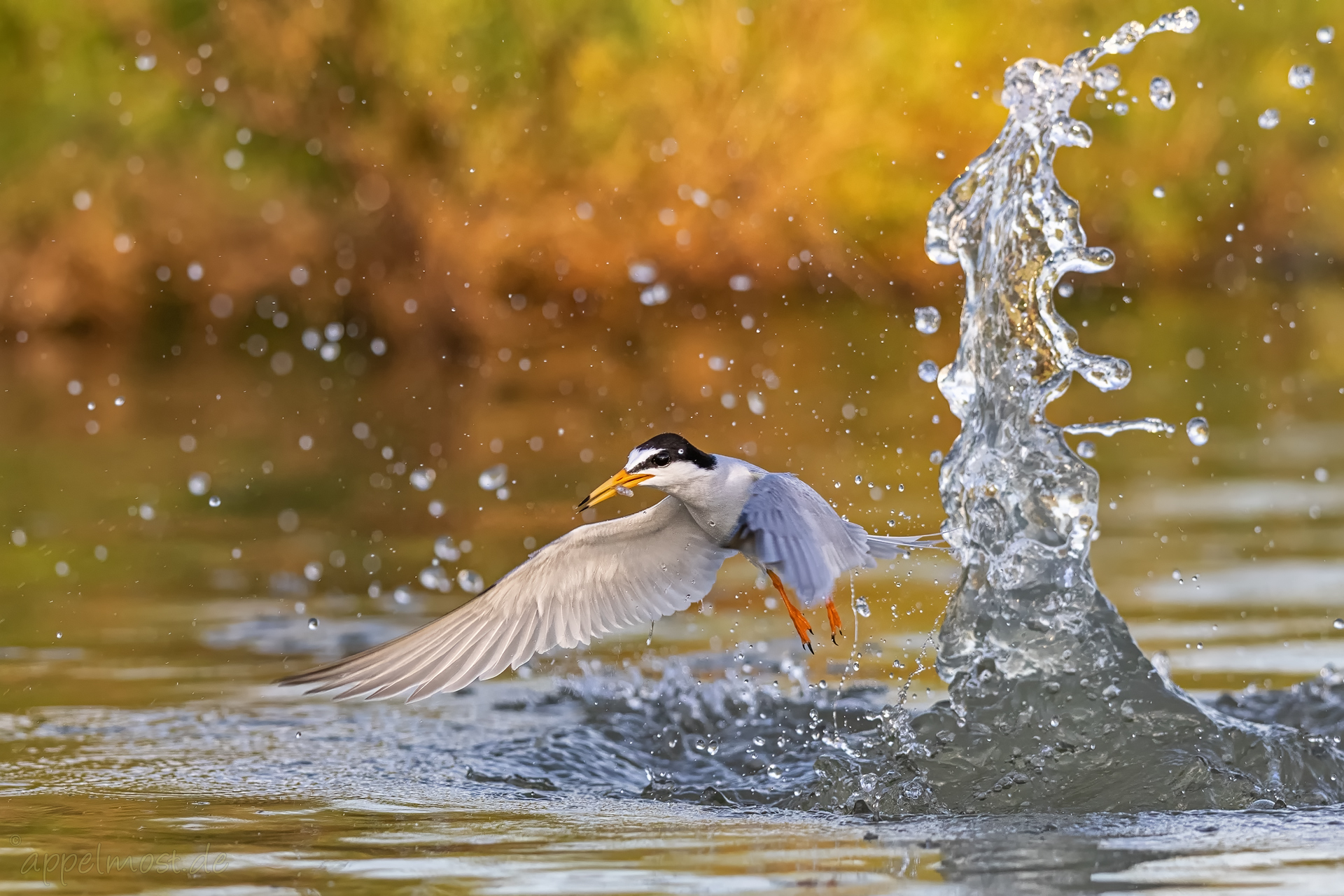 Splash