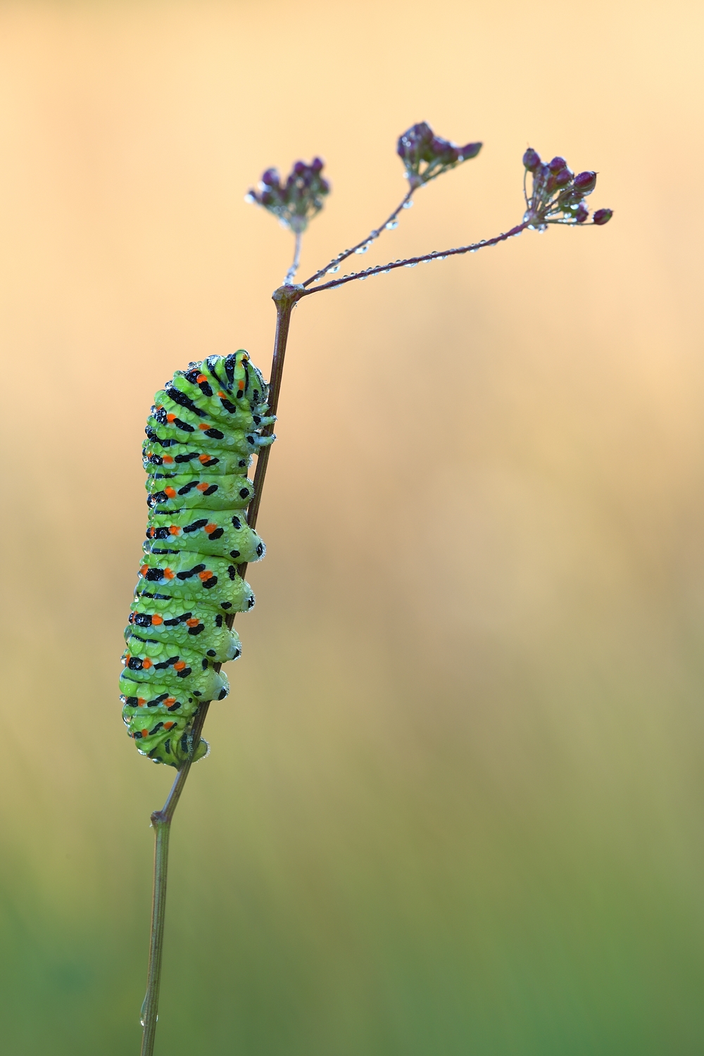 Schwalbenschwanz Raupe