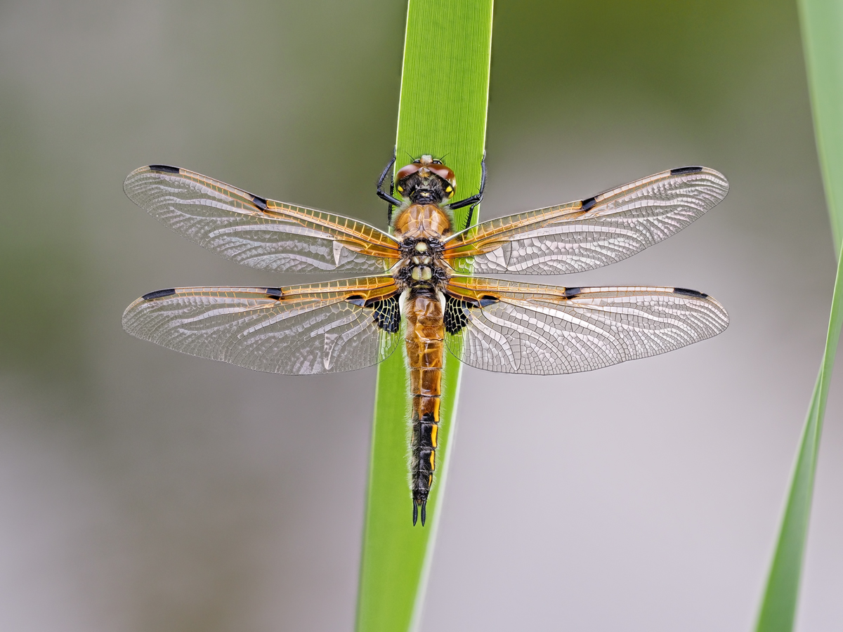 Vierfleck Libelle