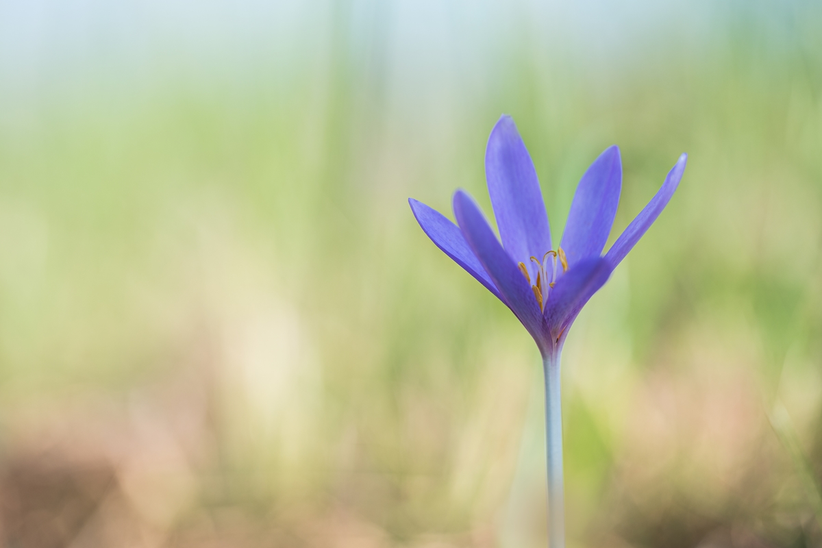 Herbstzeitlose (Colchicum autumnale)