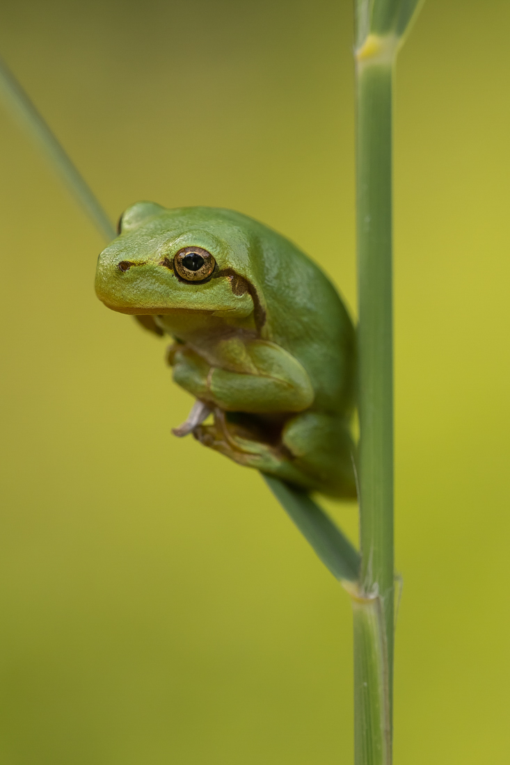 Laubfrosch-Baby ...
