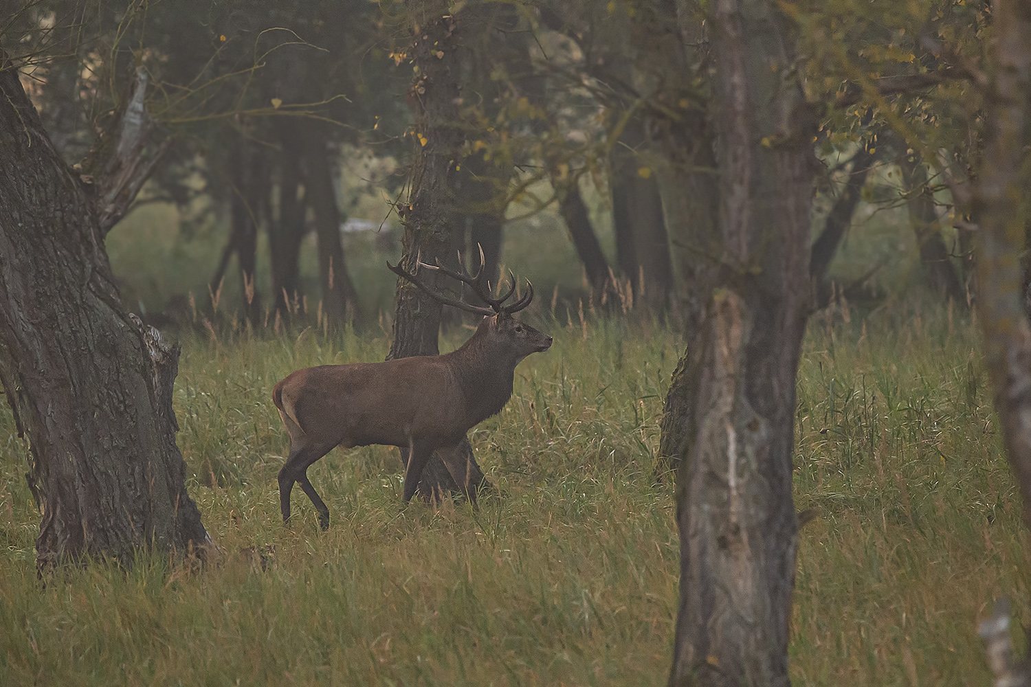 Platzhirsch im Nebel