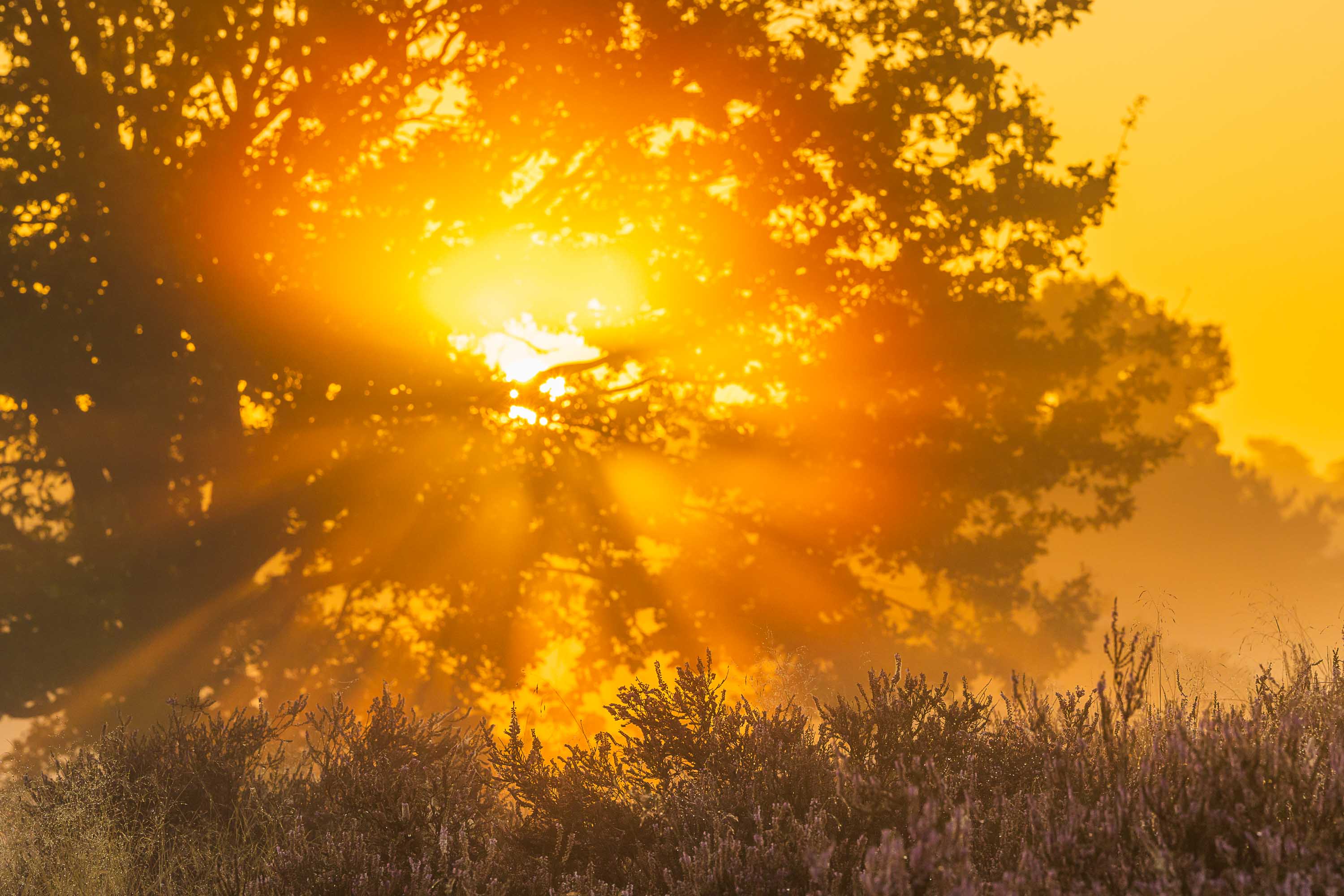 Dann will ich auch mal: Sonnenaufgang in der Heide