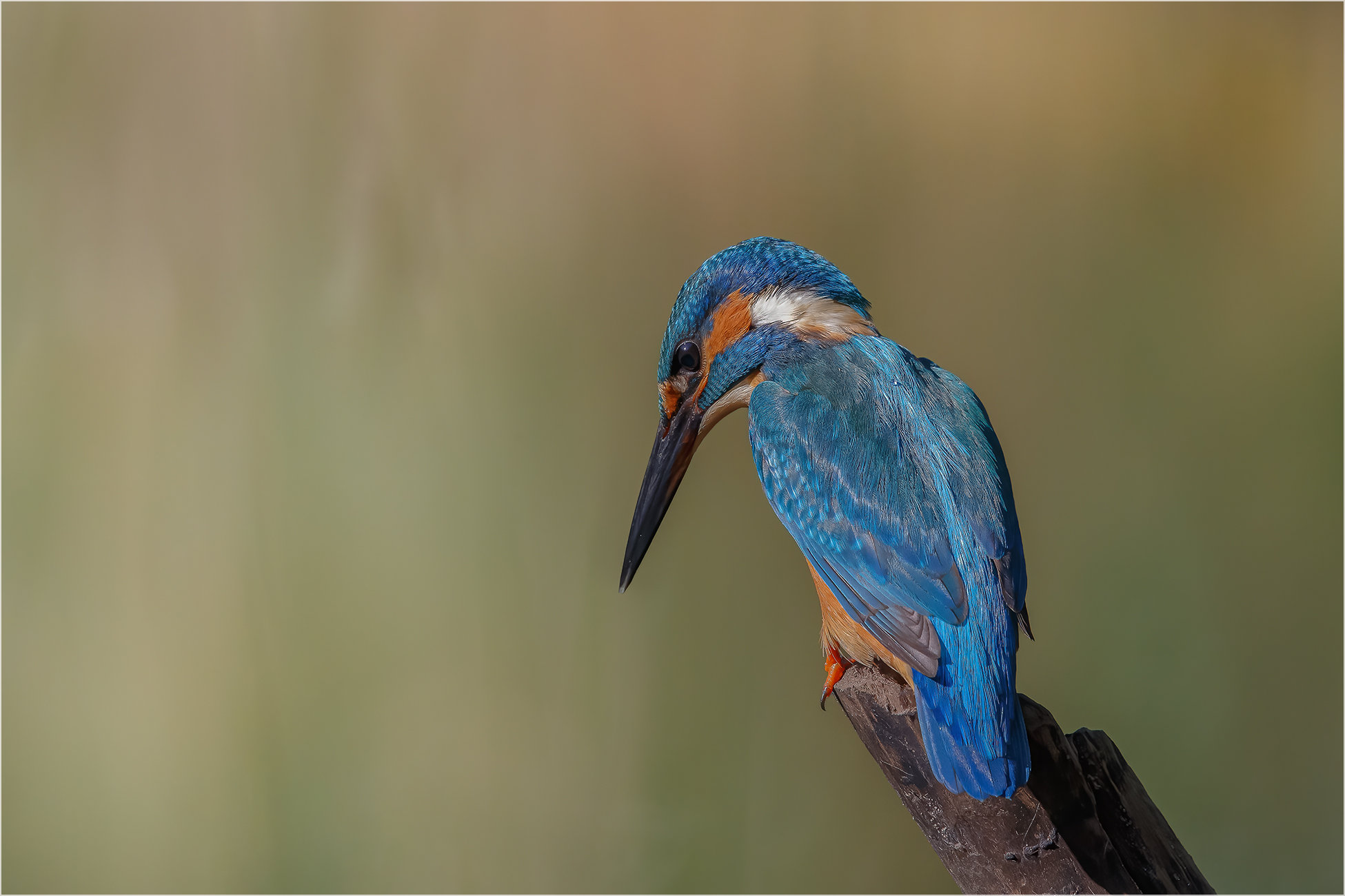 Eisvogel