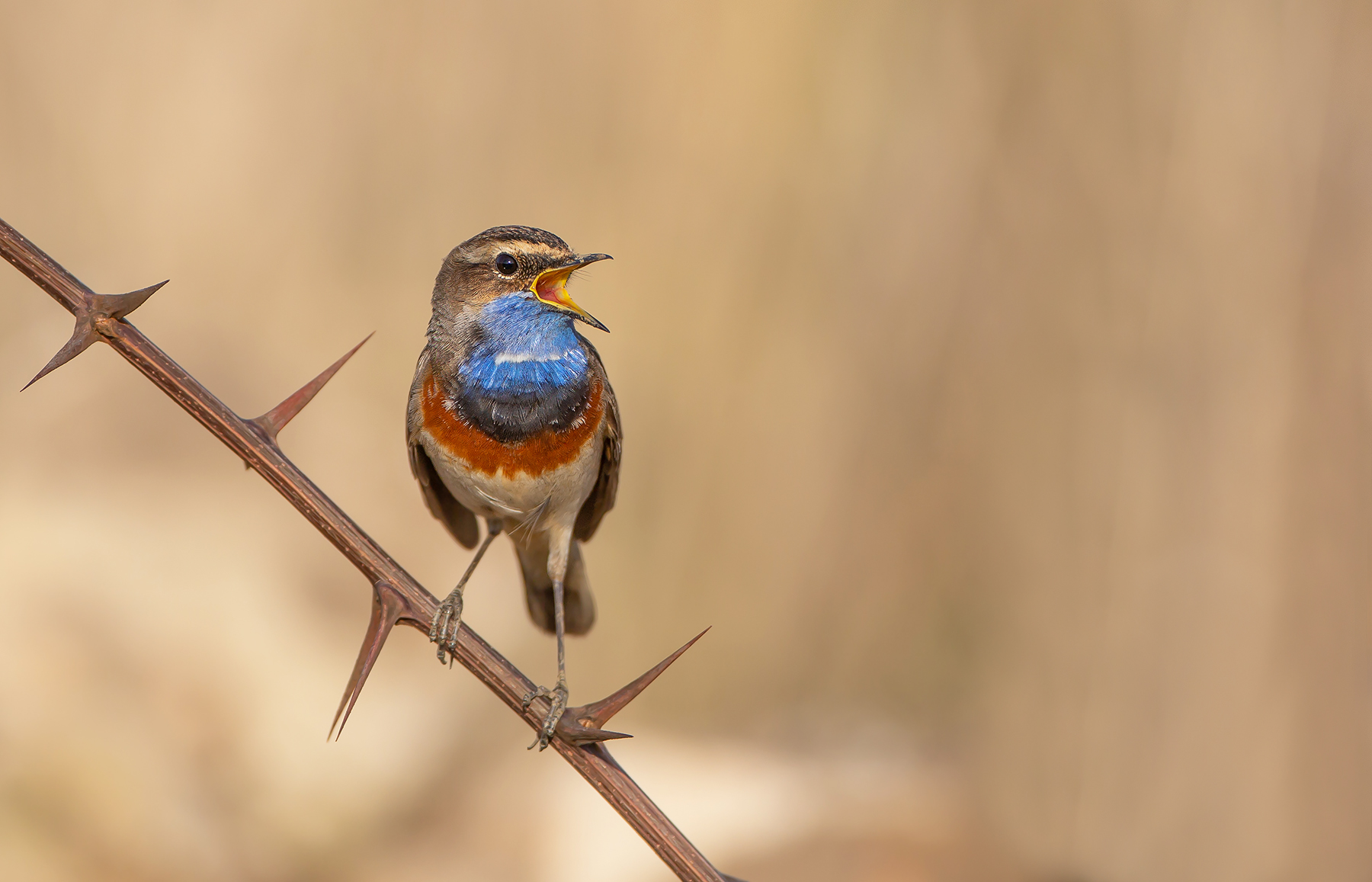 Blaukehlchen (Luscinia svecica)