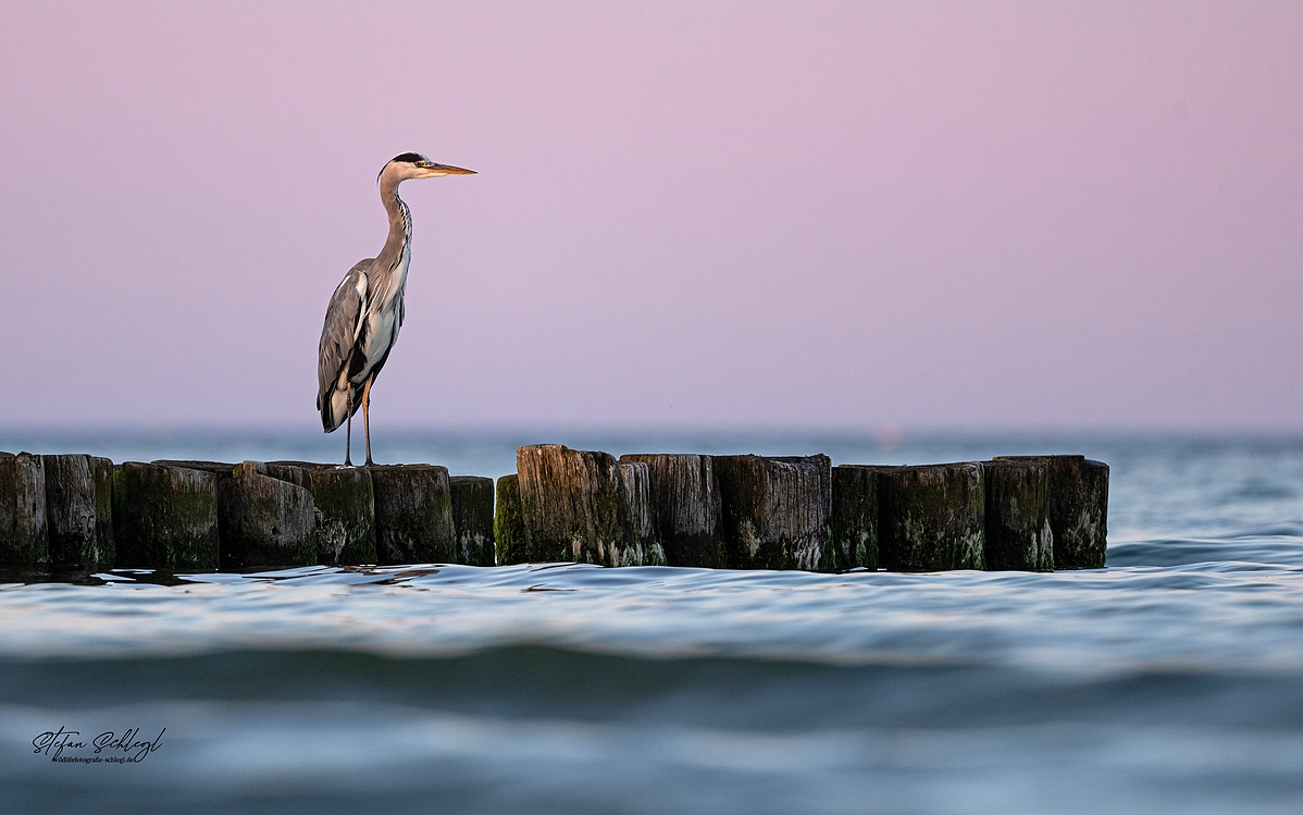 Der Graue am Abend